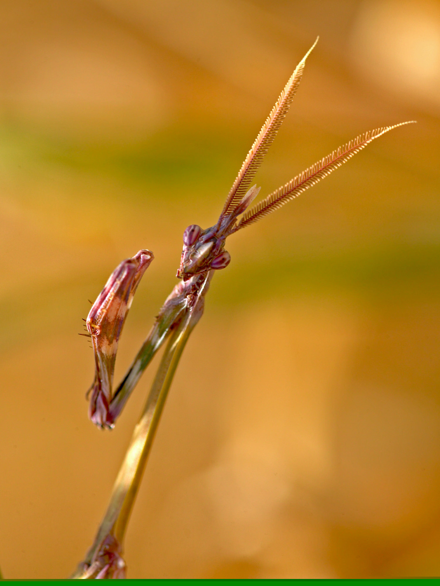 Europäische Gottesanbeterin