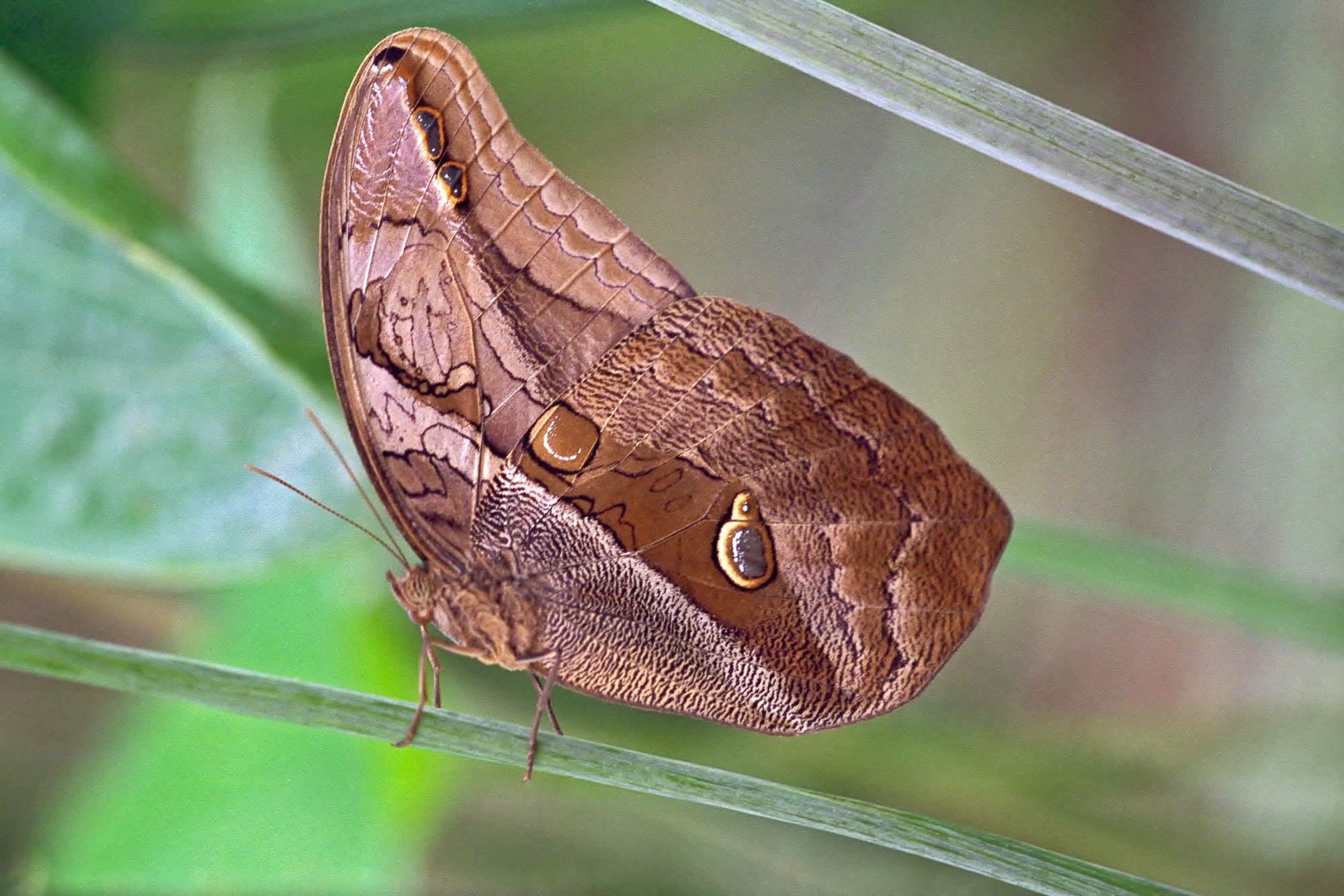 Caligo Banana butterfly / Bananenfalter (Caligo atreus)
