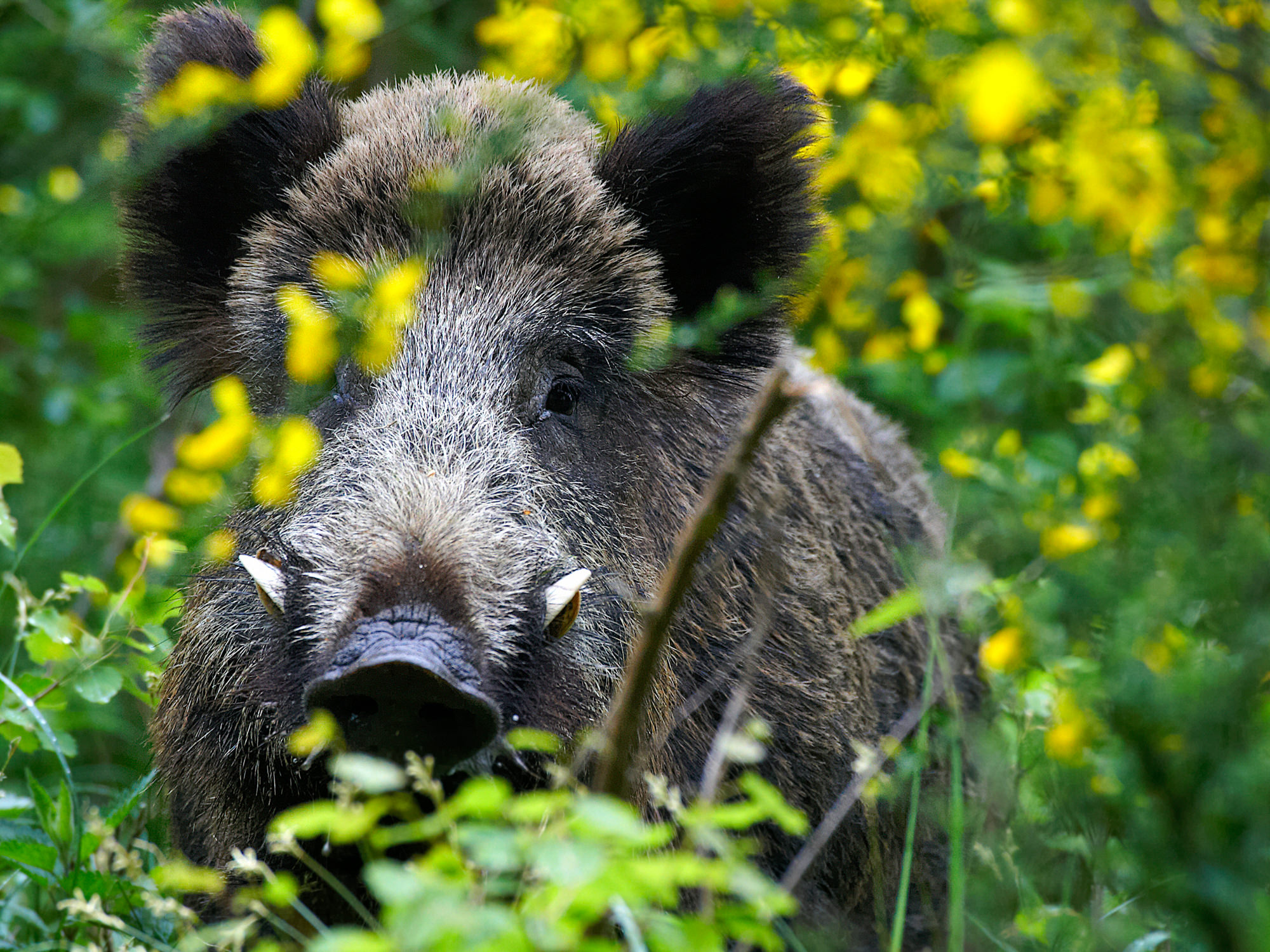 Wildschwein