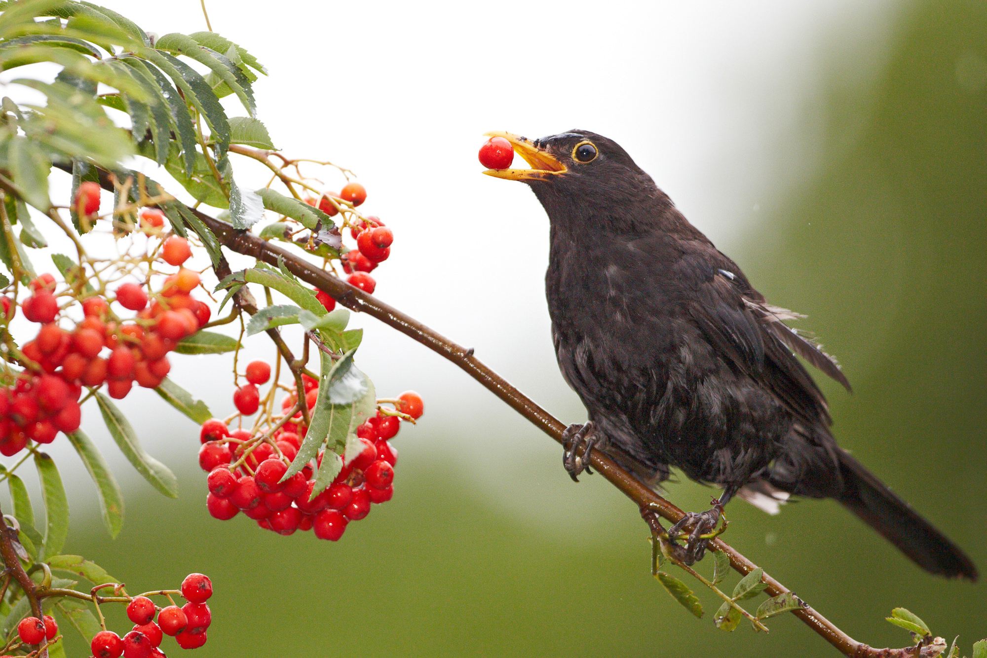 Amsel im Vogelbeerbaum