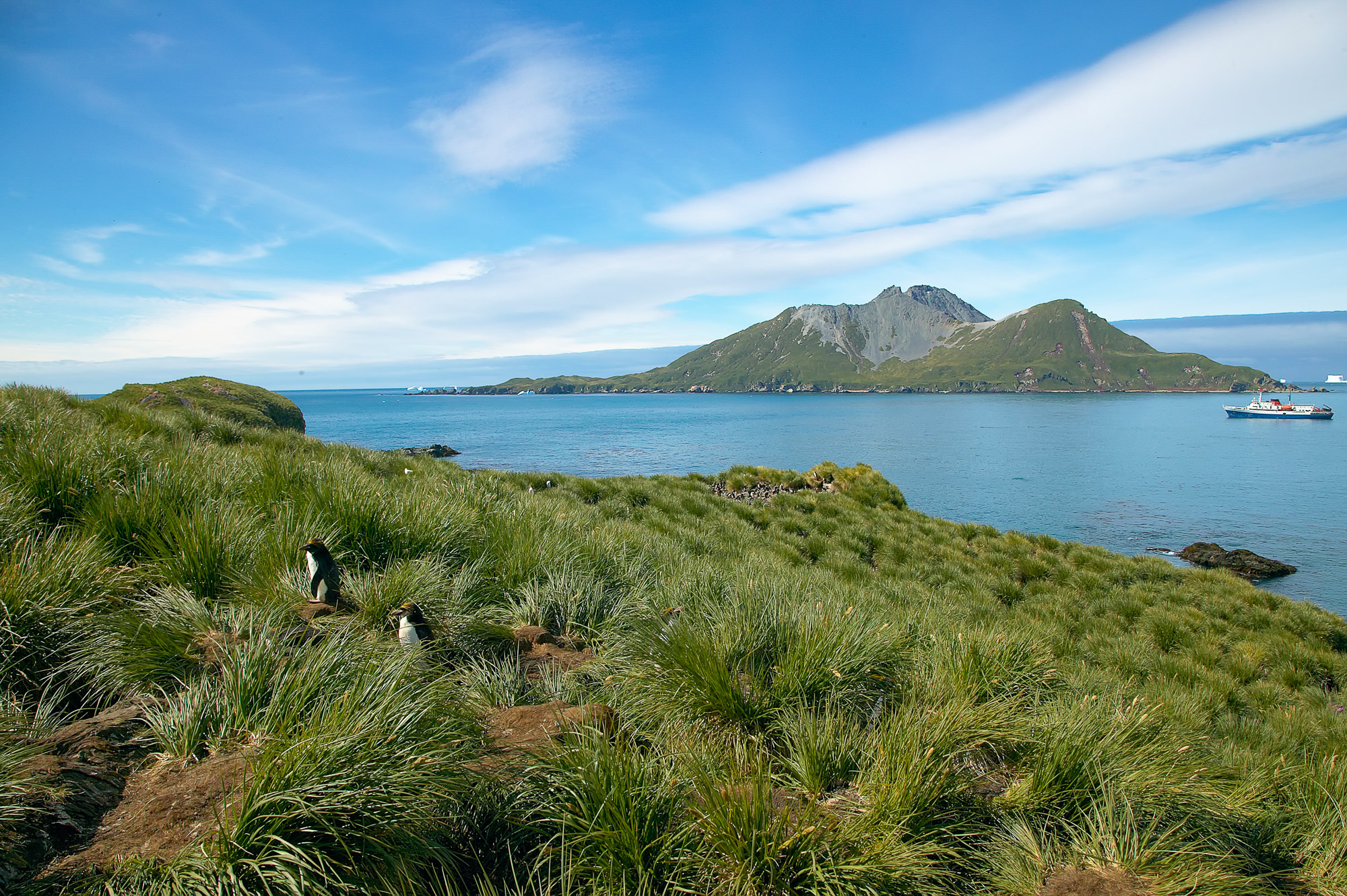 Goldschopfpinguin Kolonie