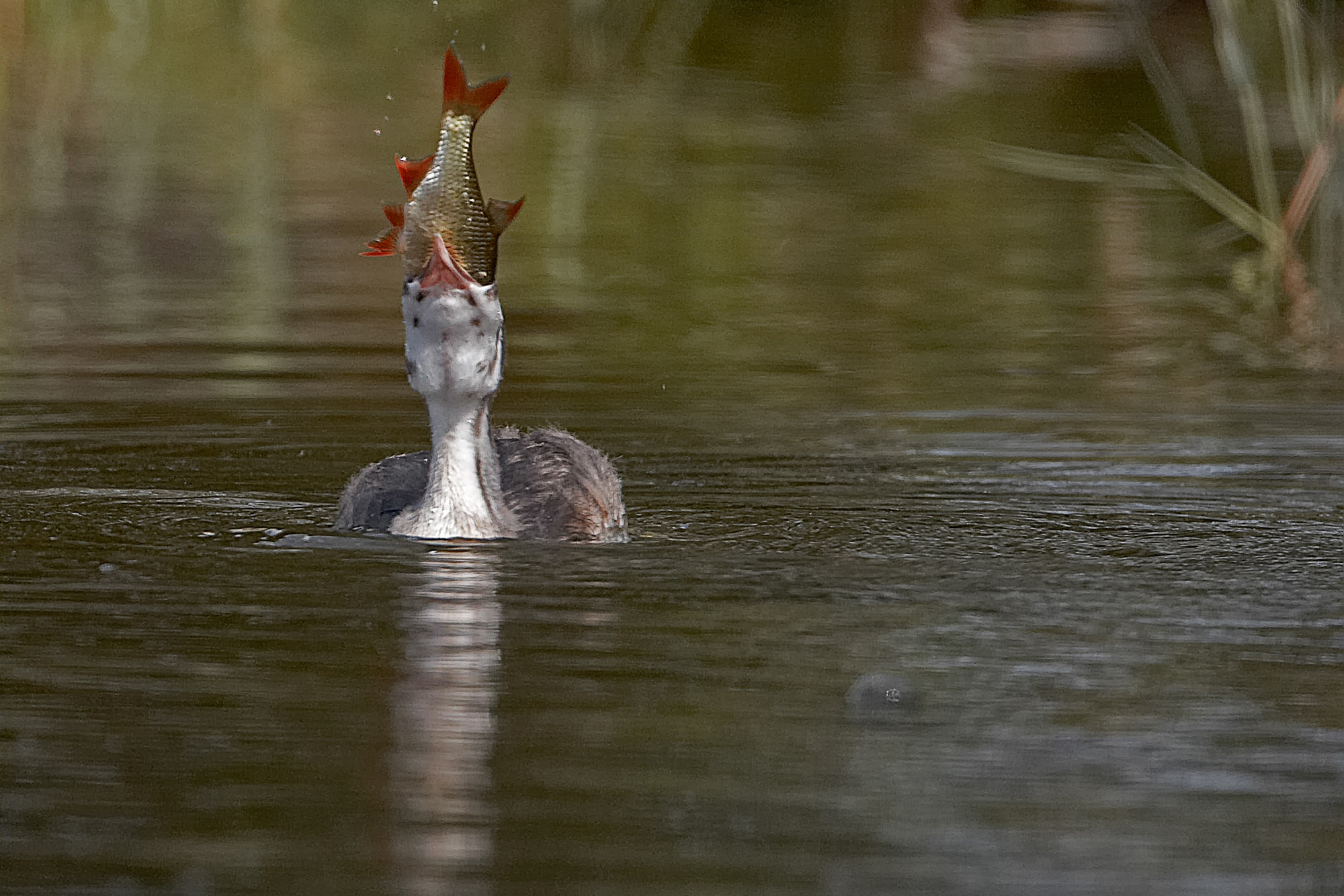Haubentaucher Küken mit etwas großem Fisch