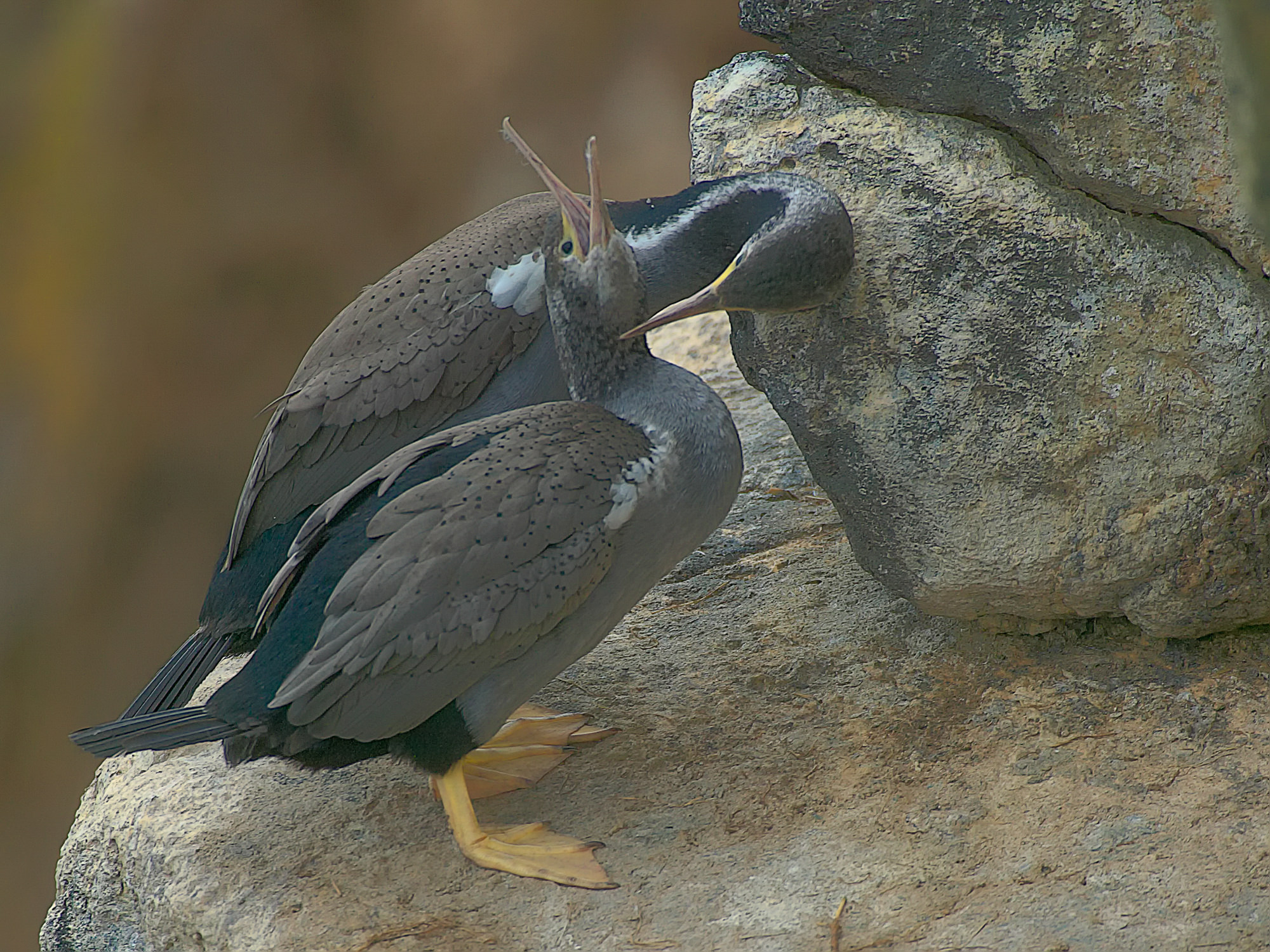 Kormorane, Neuseeland