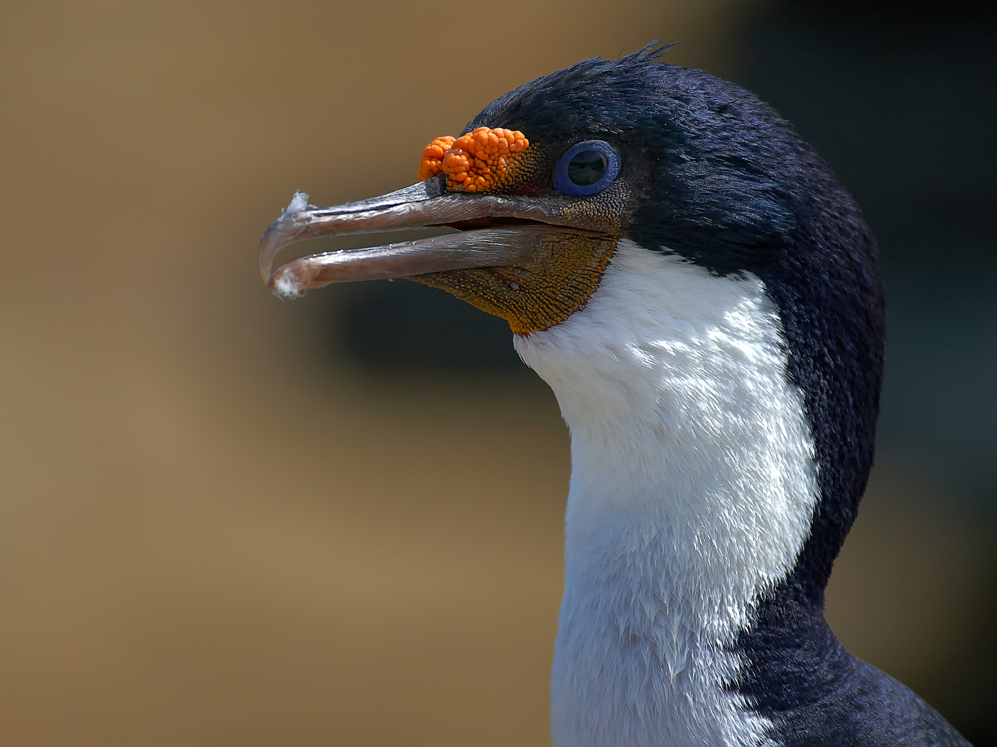 Kormoran, Falklands
