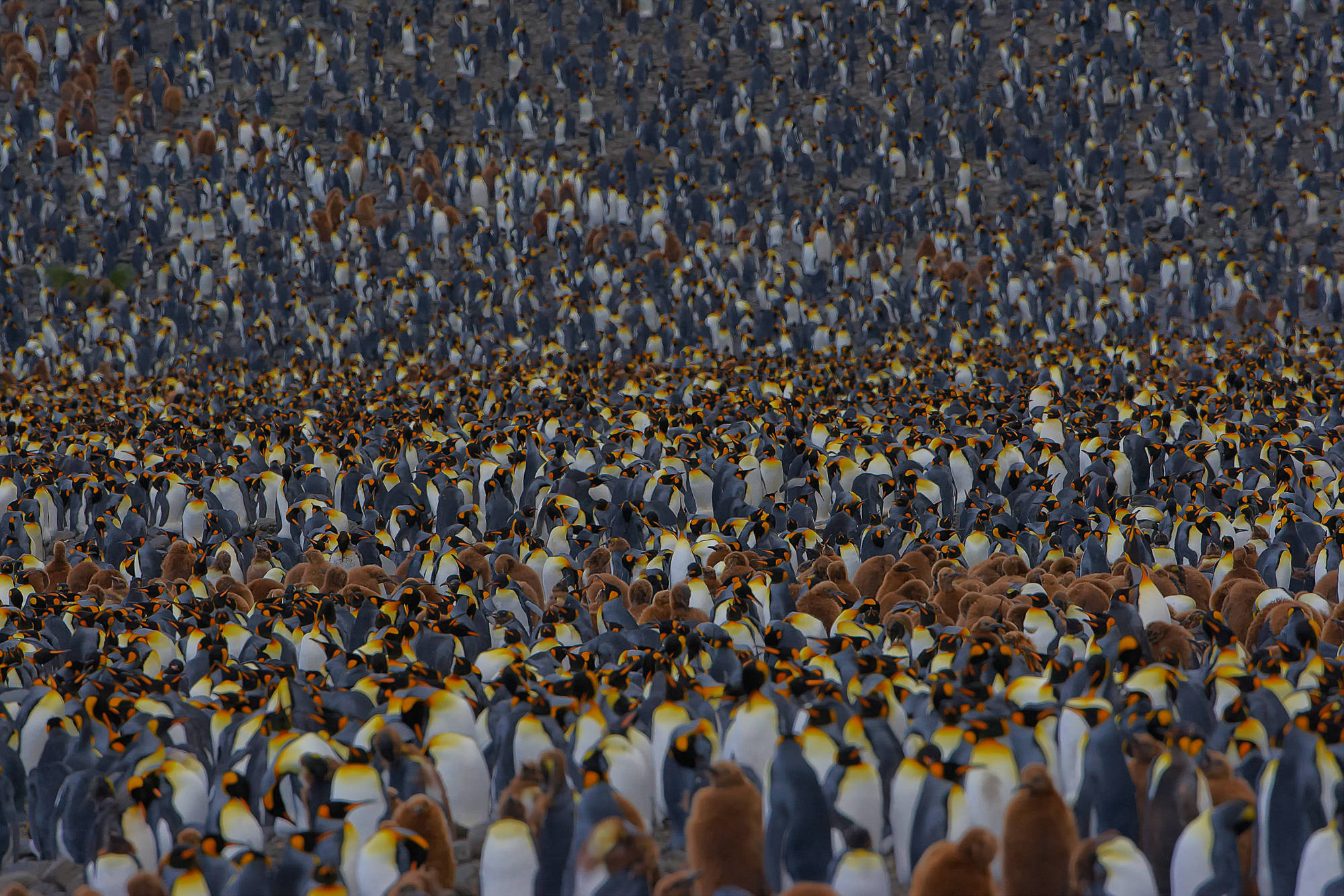 Königspinguine in Süd Georgien, Salisbury Plain