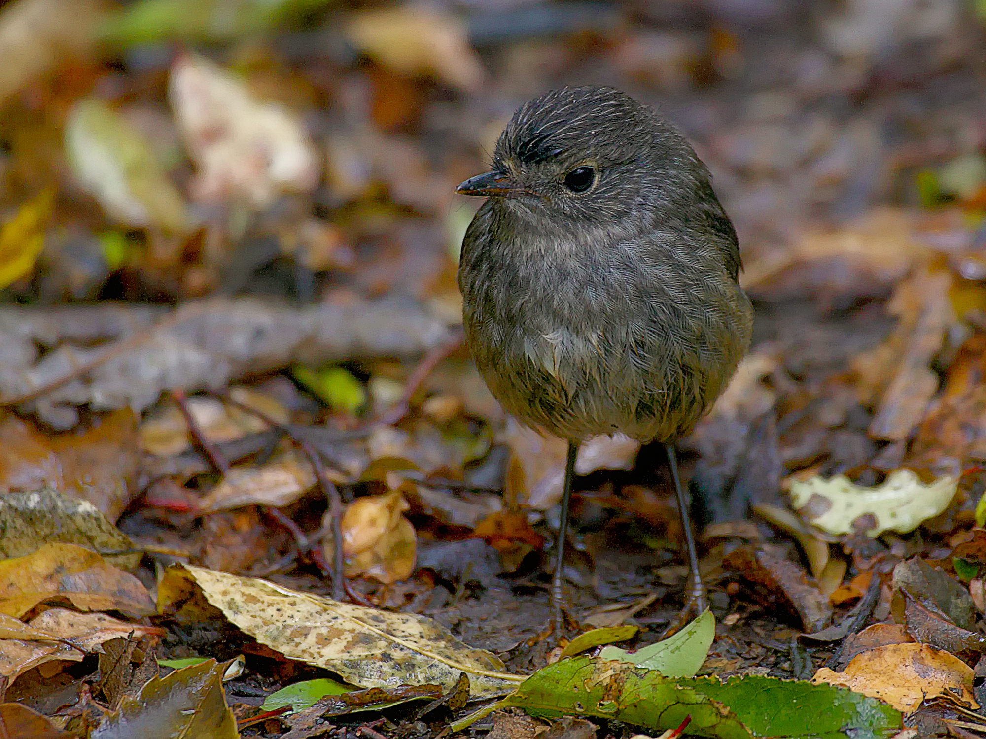 Langbeinschnäpper oder New Zealand Robin or Toutouwai (Māori)