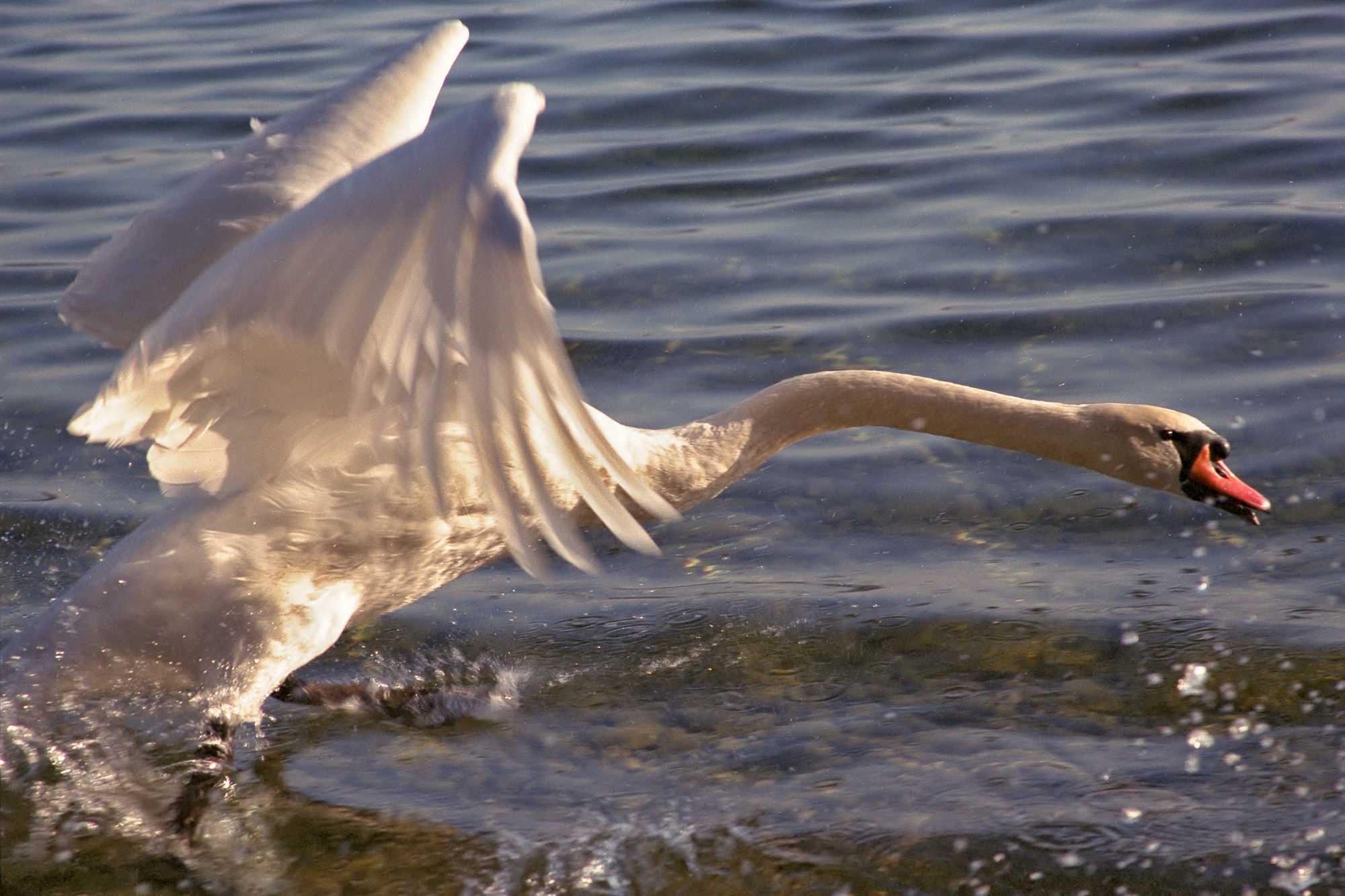 startender Höckerschwan