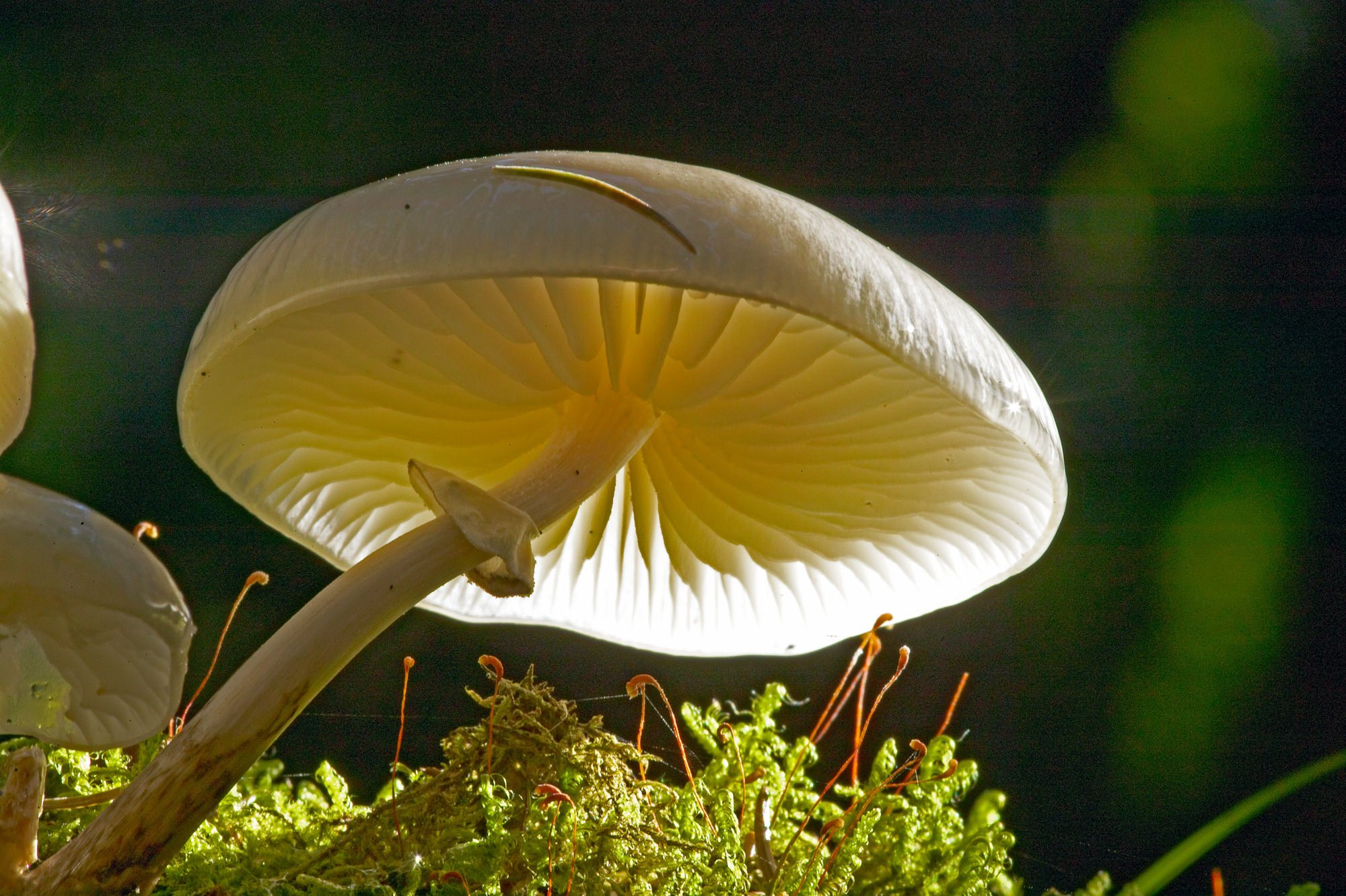 Beringter Buchenschleimrübling