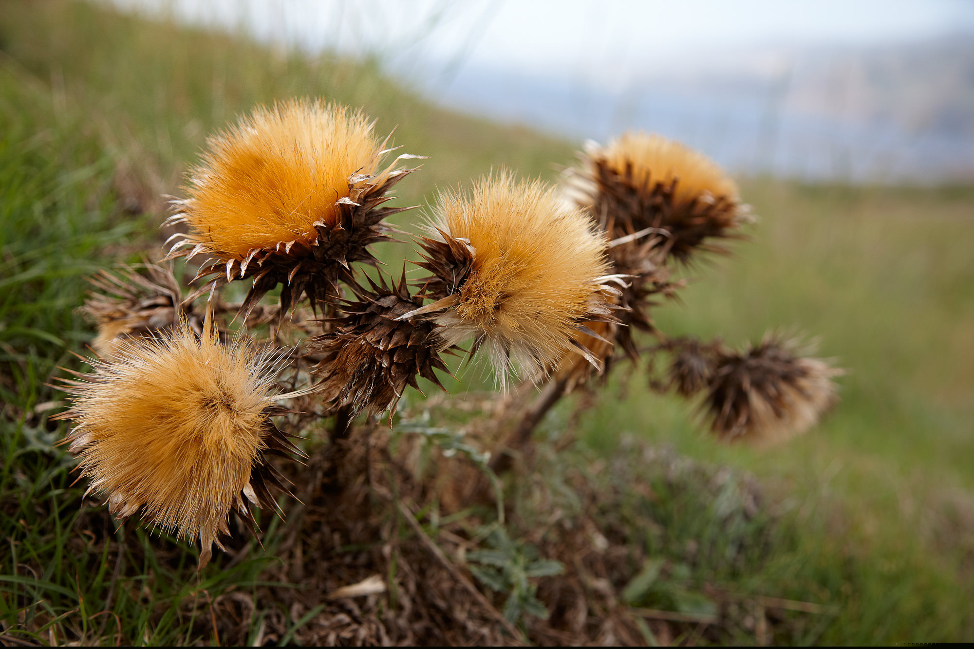 Distel auf Madeira