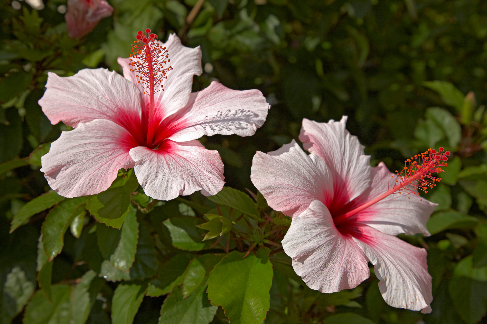 Hibiskus oder Eibisch