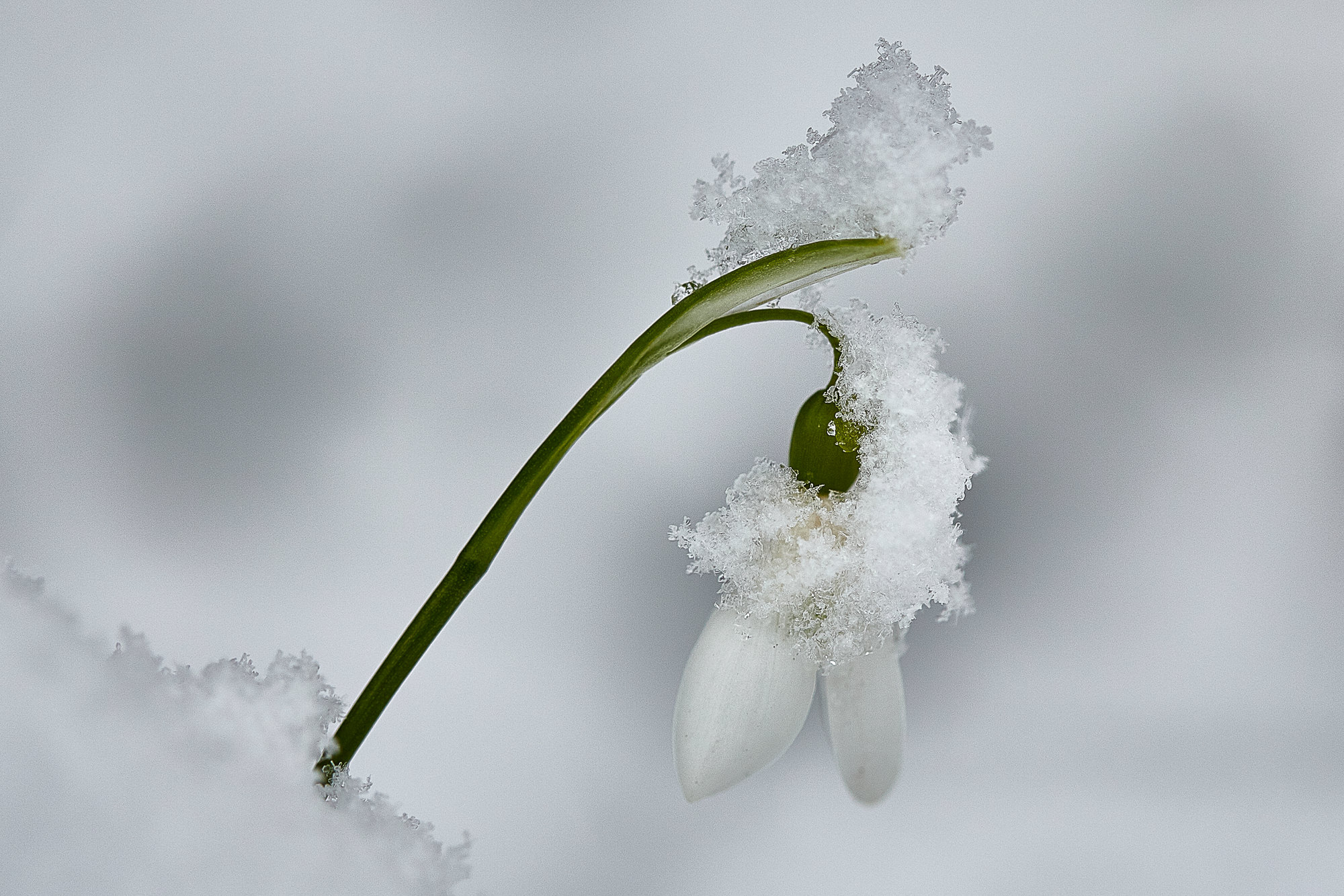 Schneeglöckchen / Galanthus