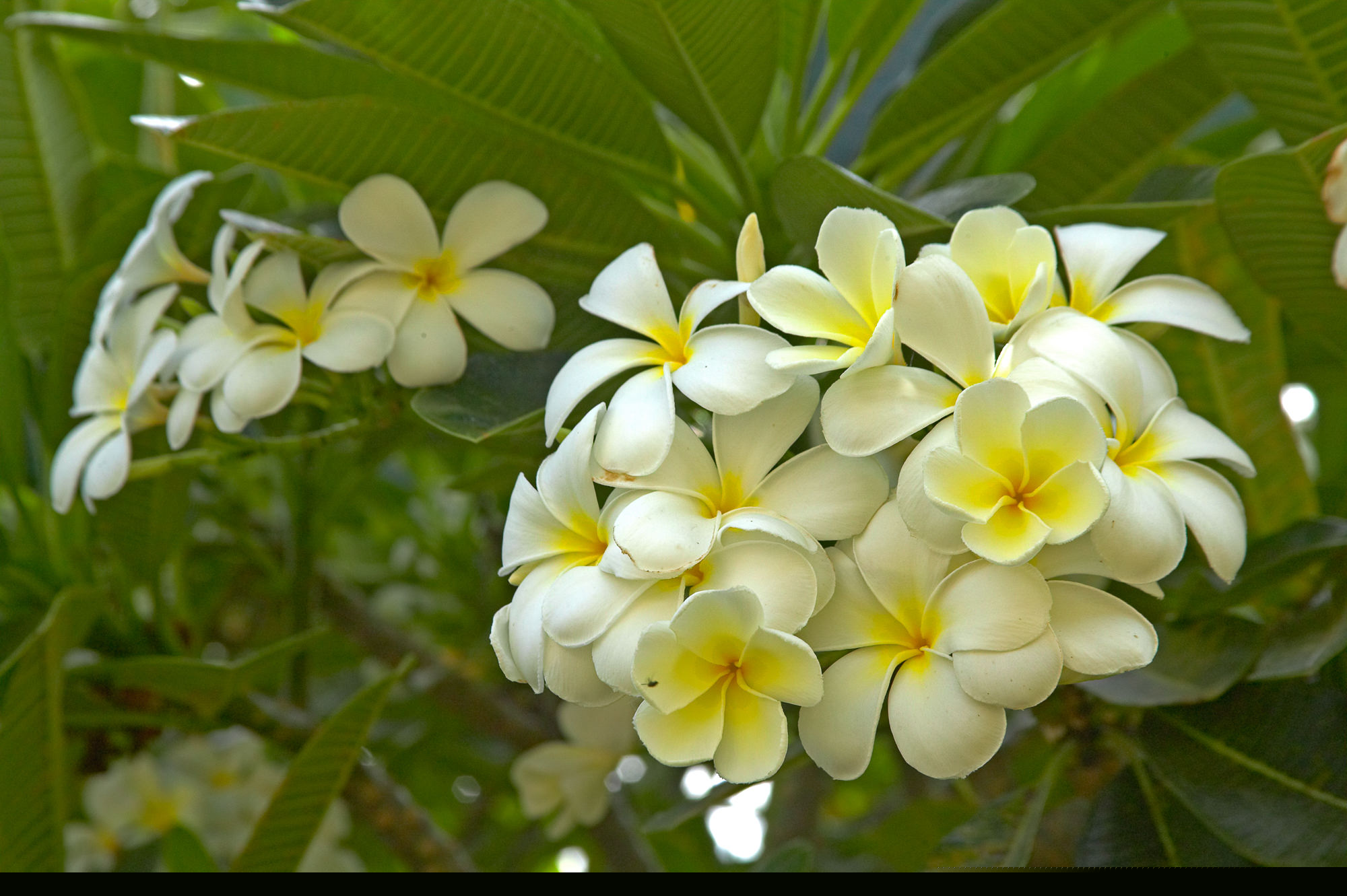 frangipani bloom, Fiji
