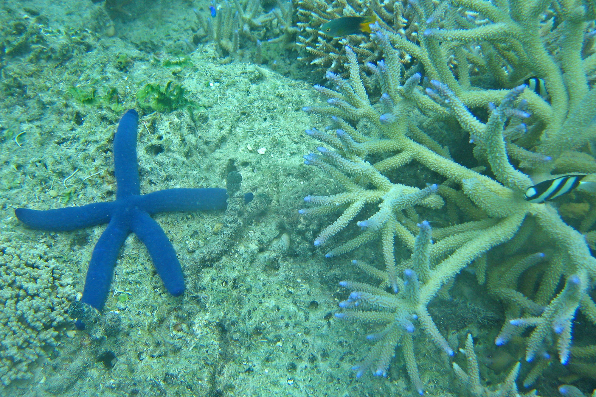 Unterwasserwelt der Südsee