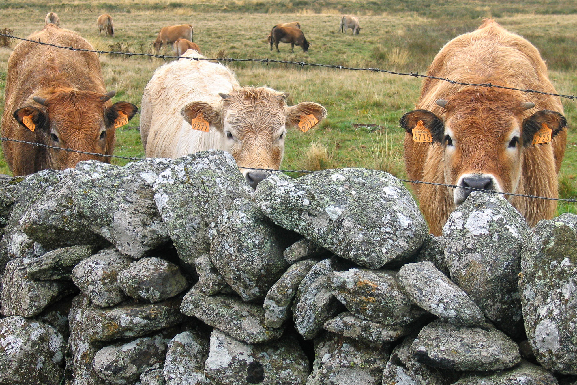 Tag 2: Weg von Nasbinals nach St-Chely-d'Aubrac