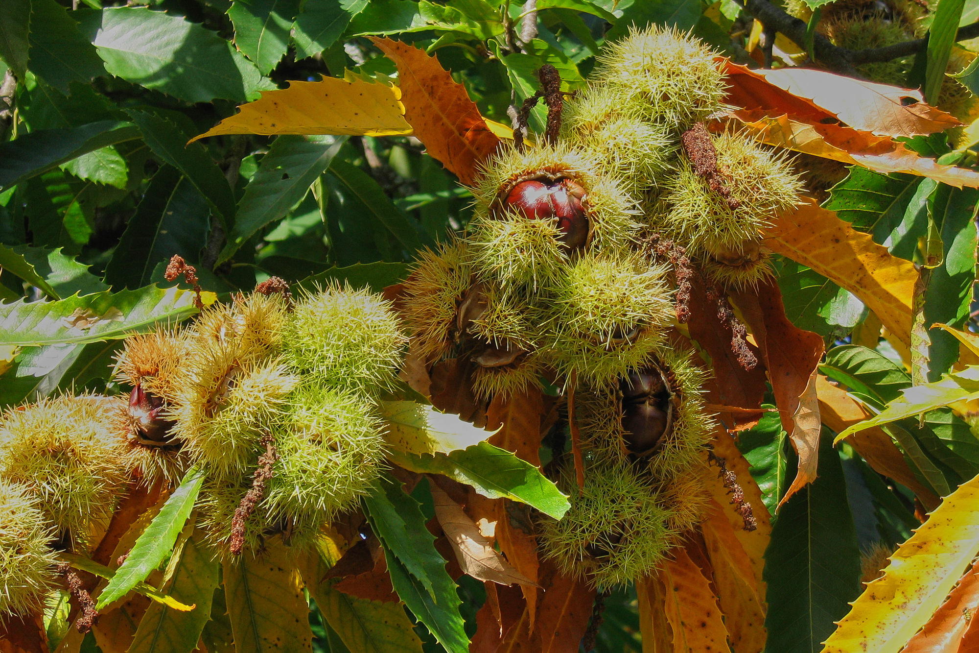 Tag 6: From Espeyrac nach Conques