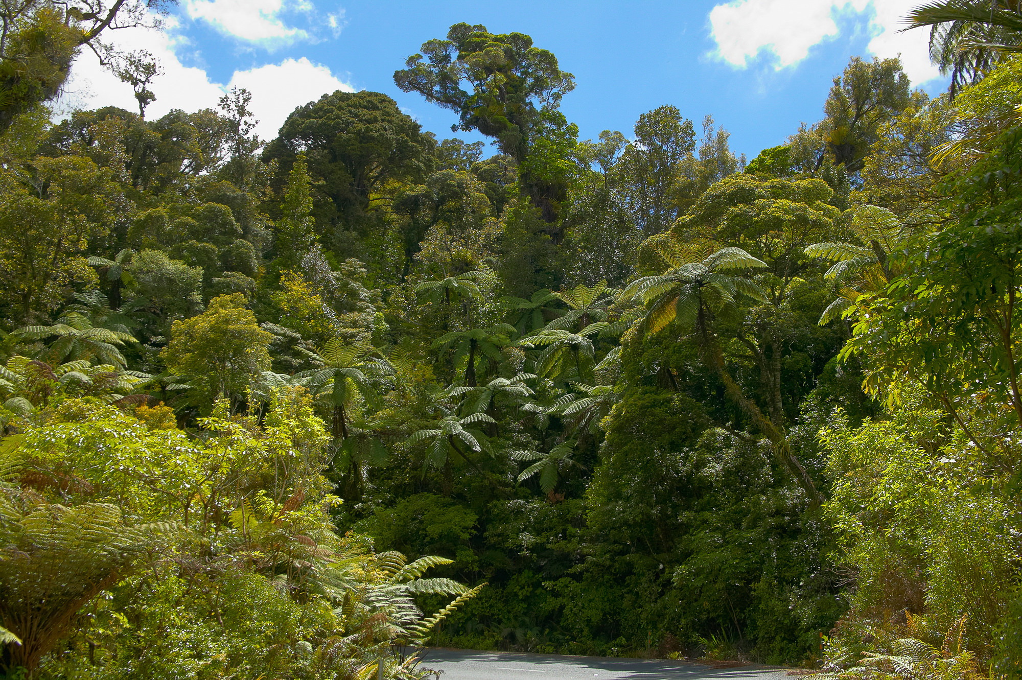 Straße durch den Waipoa forest