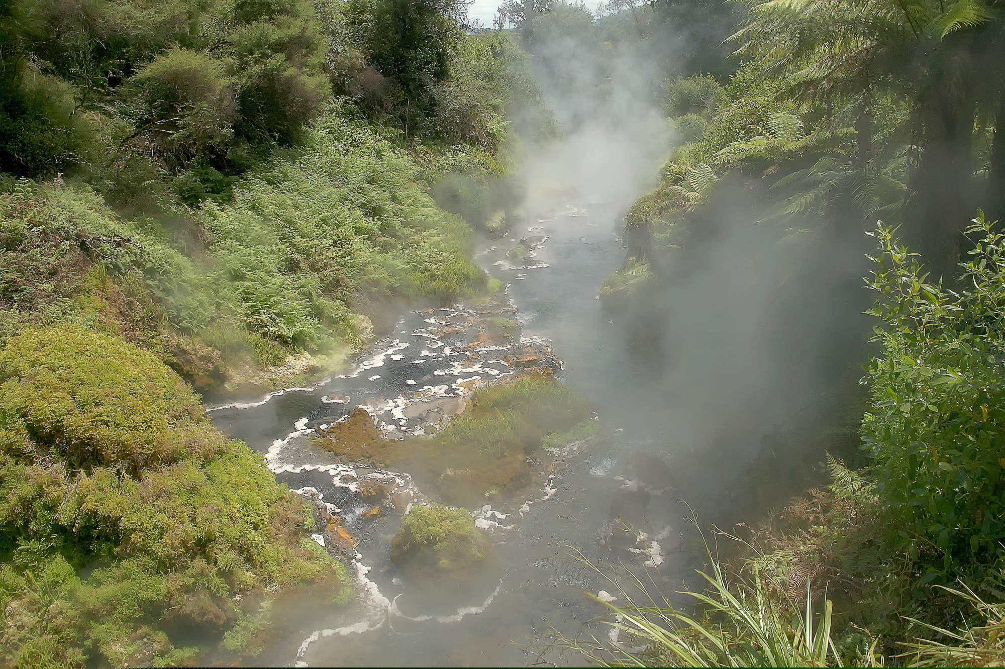 kochend heißer Bach bei Rotorua