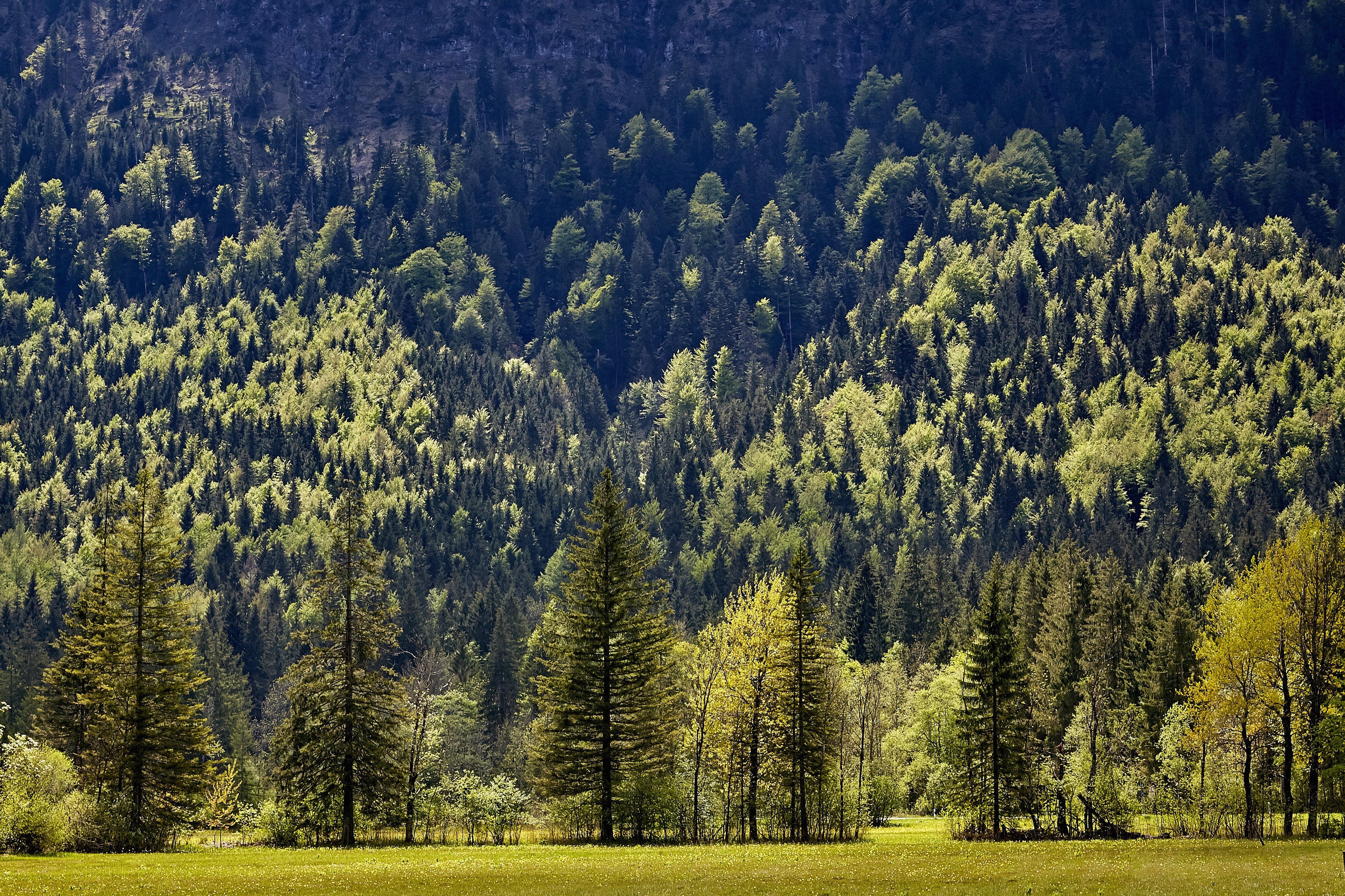 Frühling im Bergwald