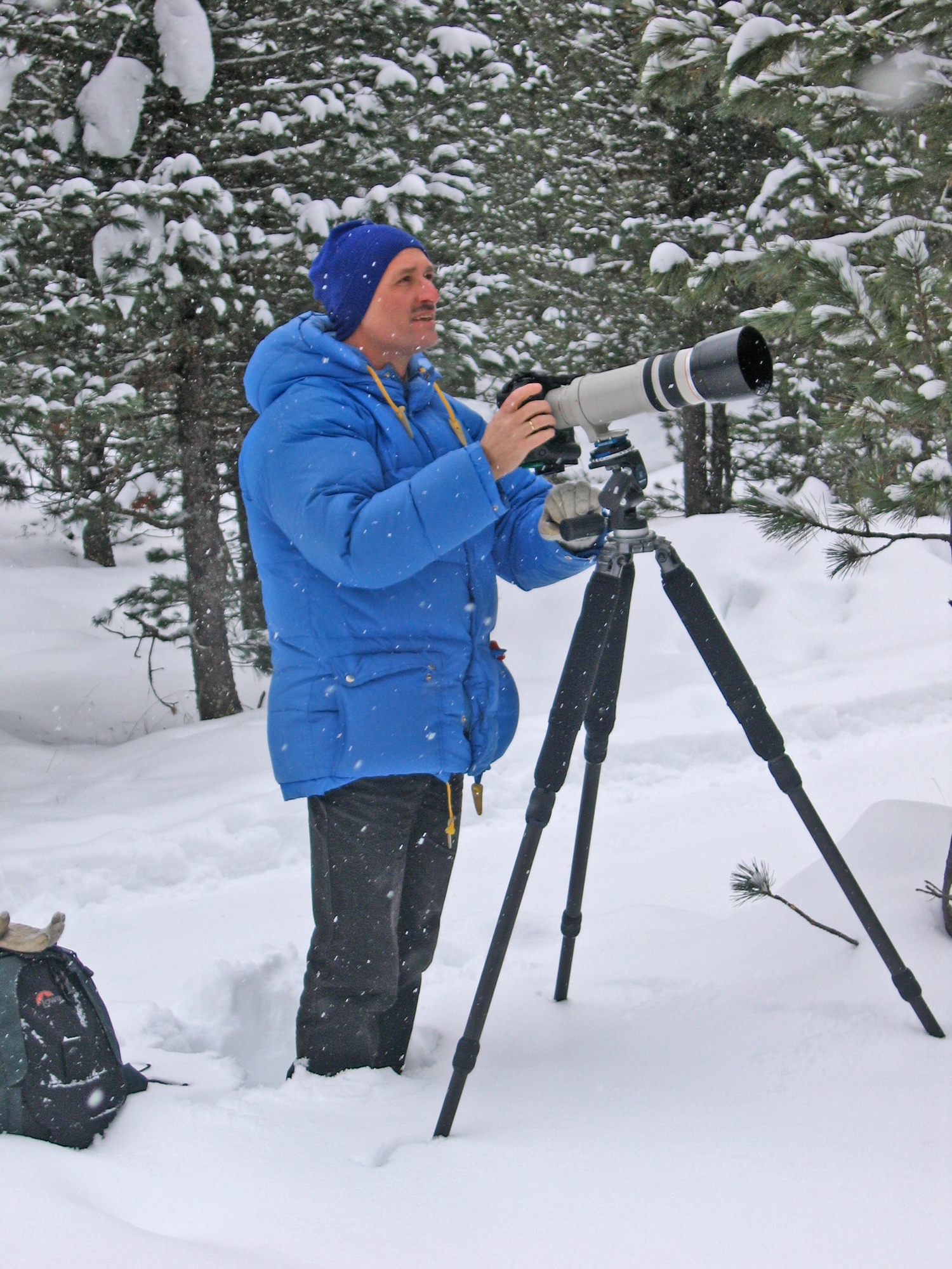 bird photography in the winter forest