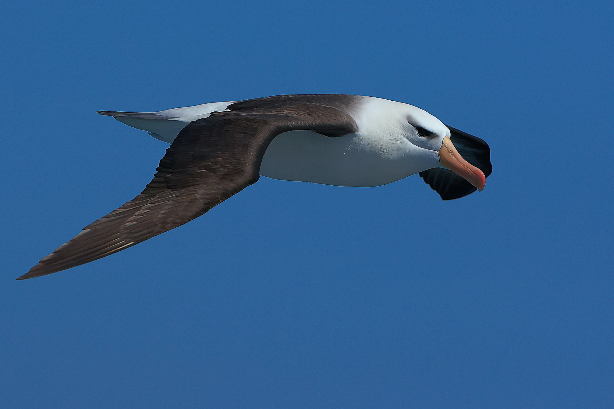 wandering albatross