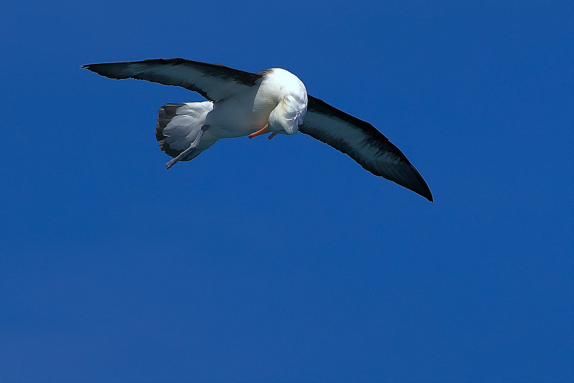 wandering albatross has lost food from its beak