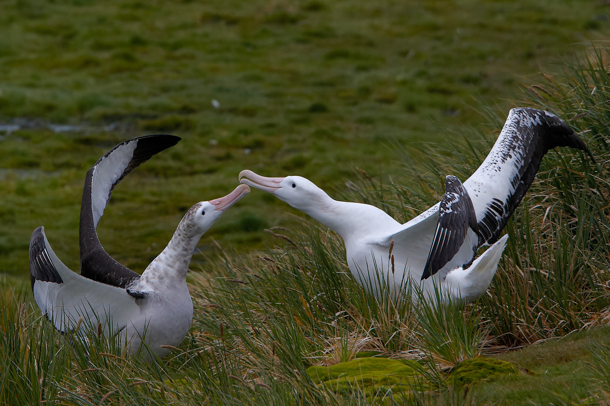 courting wandering albatross, Prion Island, South Georgia