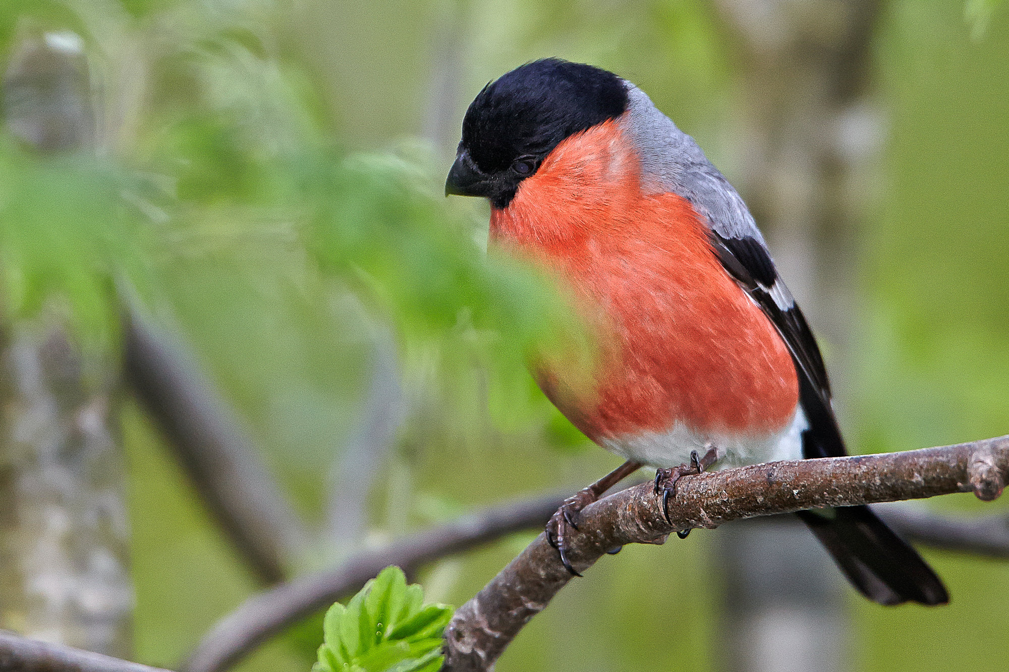 bullfinch (male)