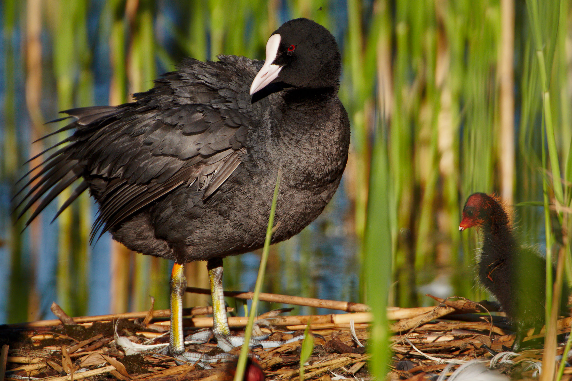 coot chick