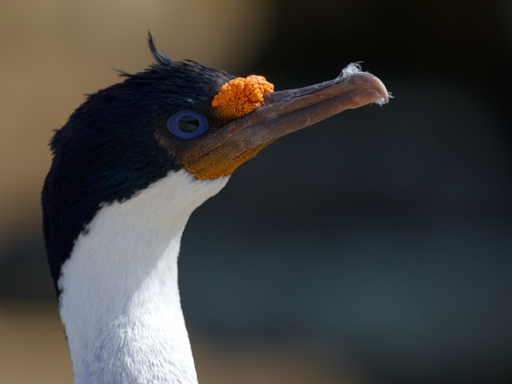 cormorant, Falklands