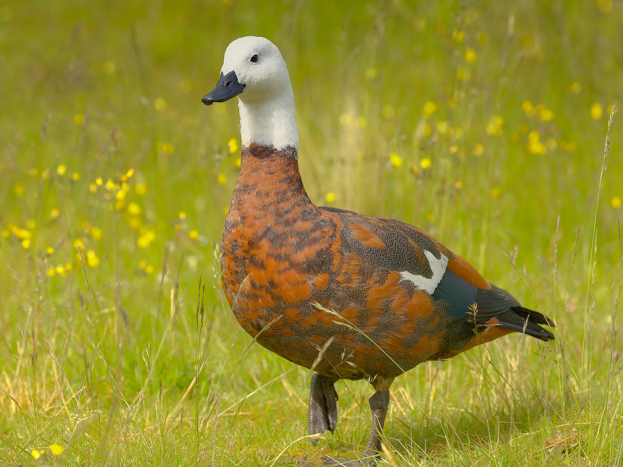 shelldug, New Zealand