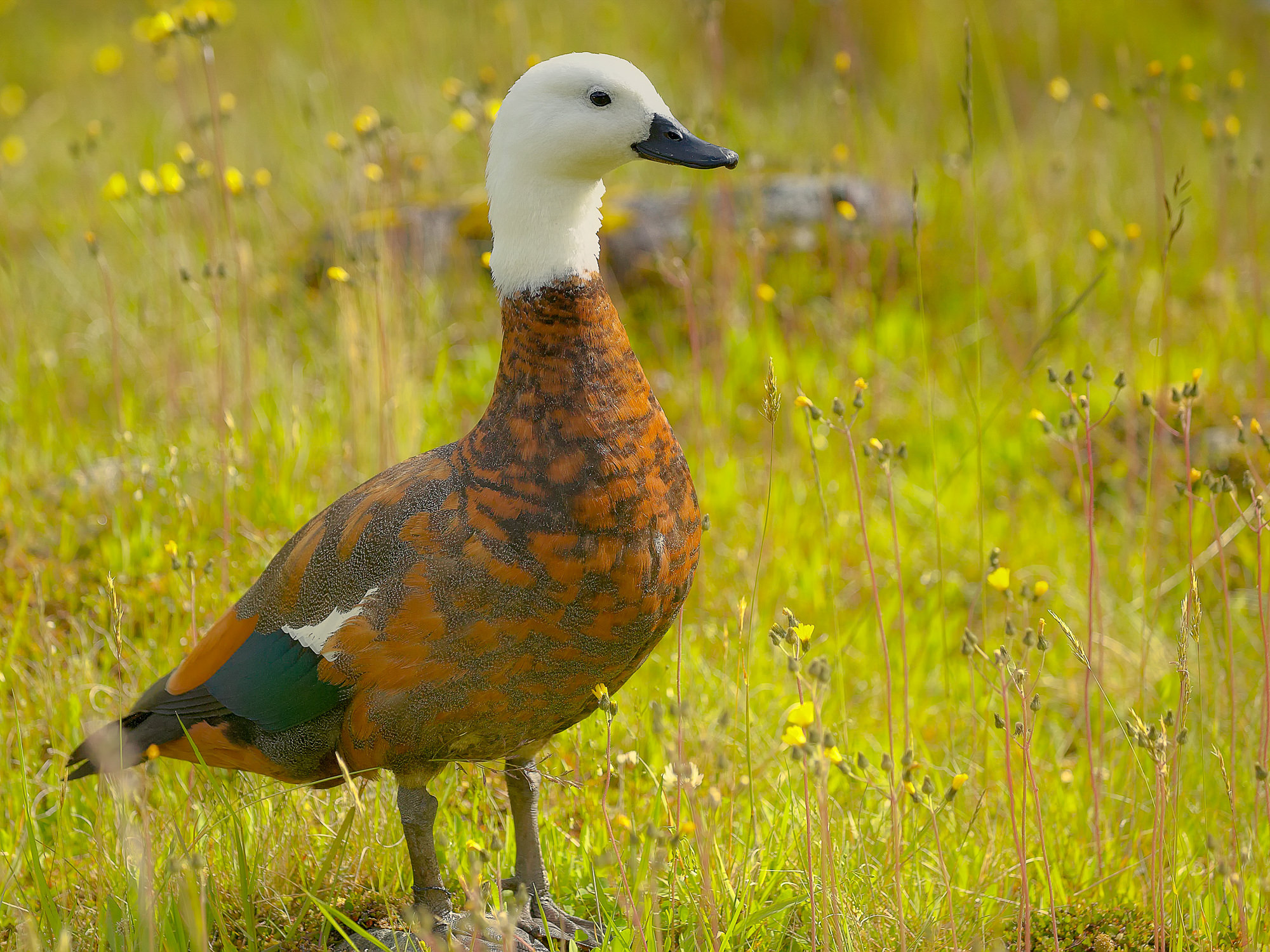 shelldug, New Zealand