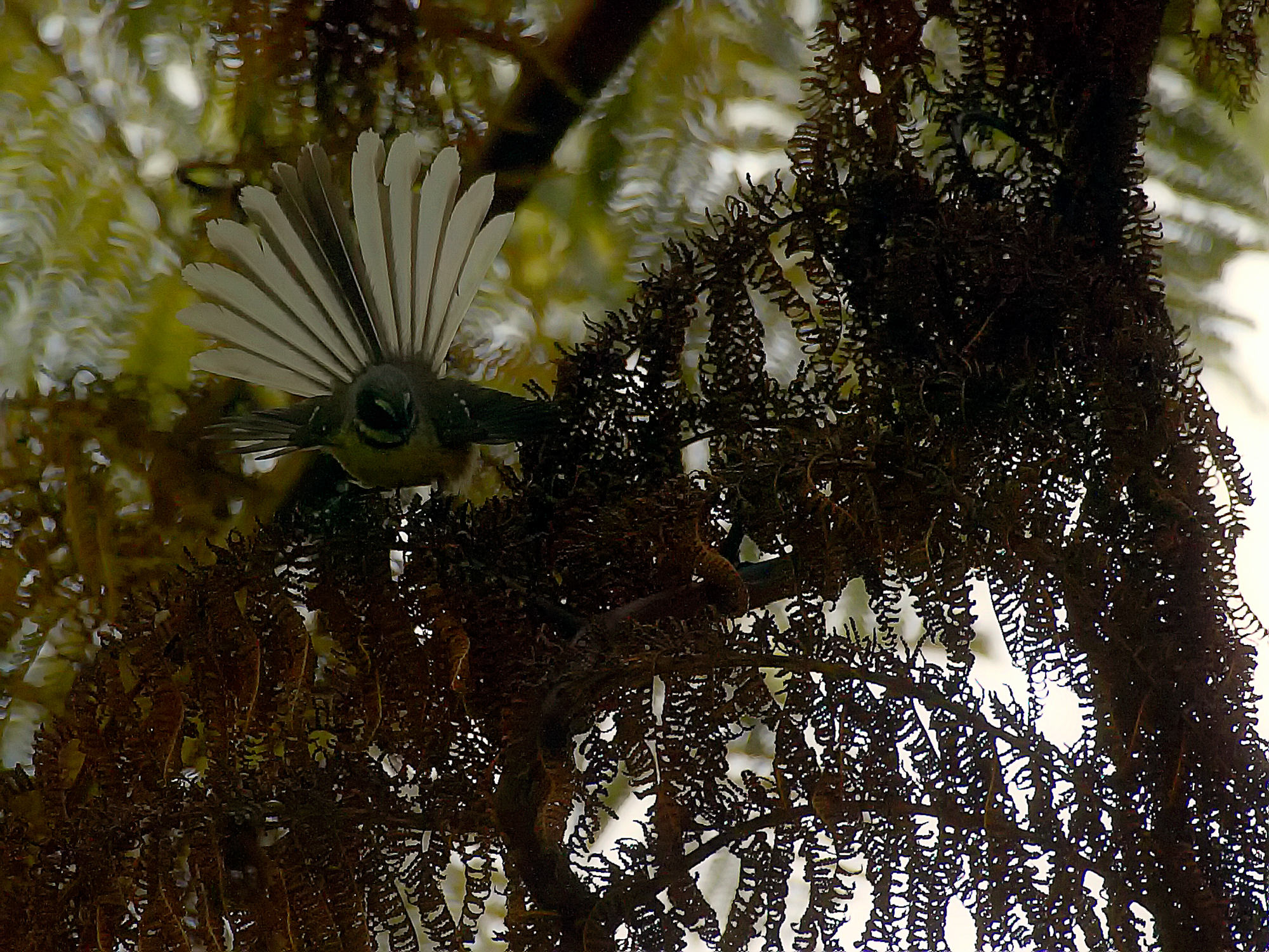 fantail in the Wenderholm regional park, New Zealand