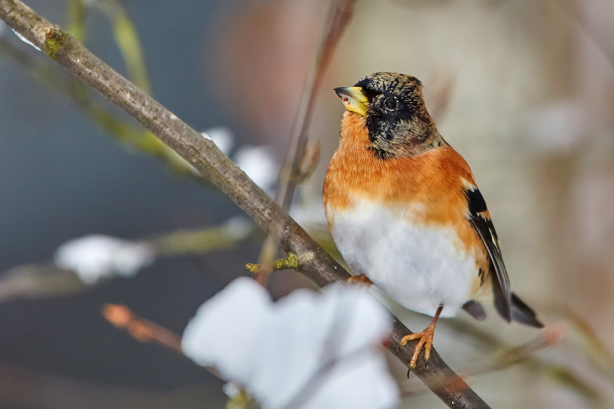 brambling