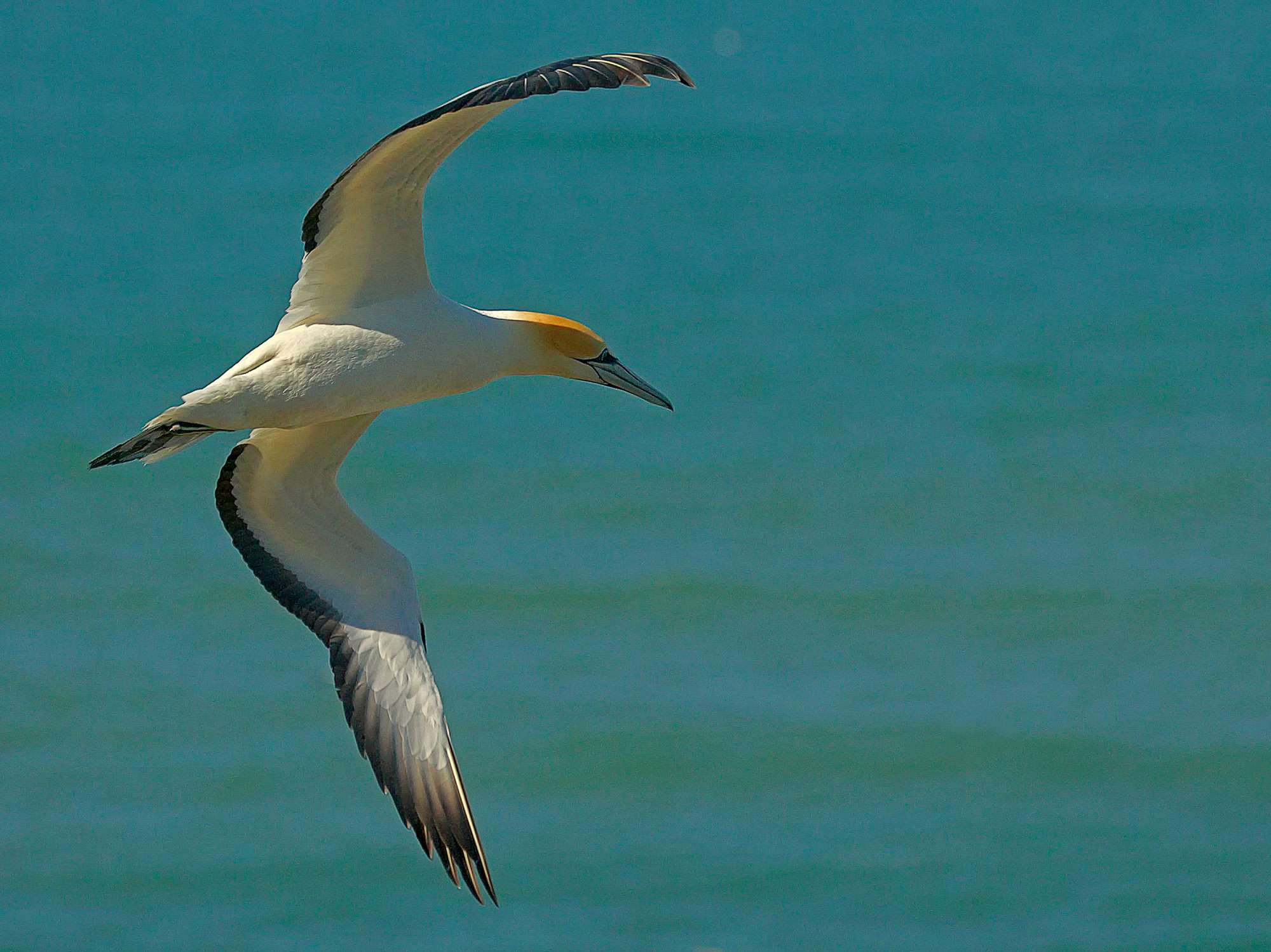 gannet at Muriwai, New Zealand