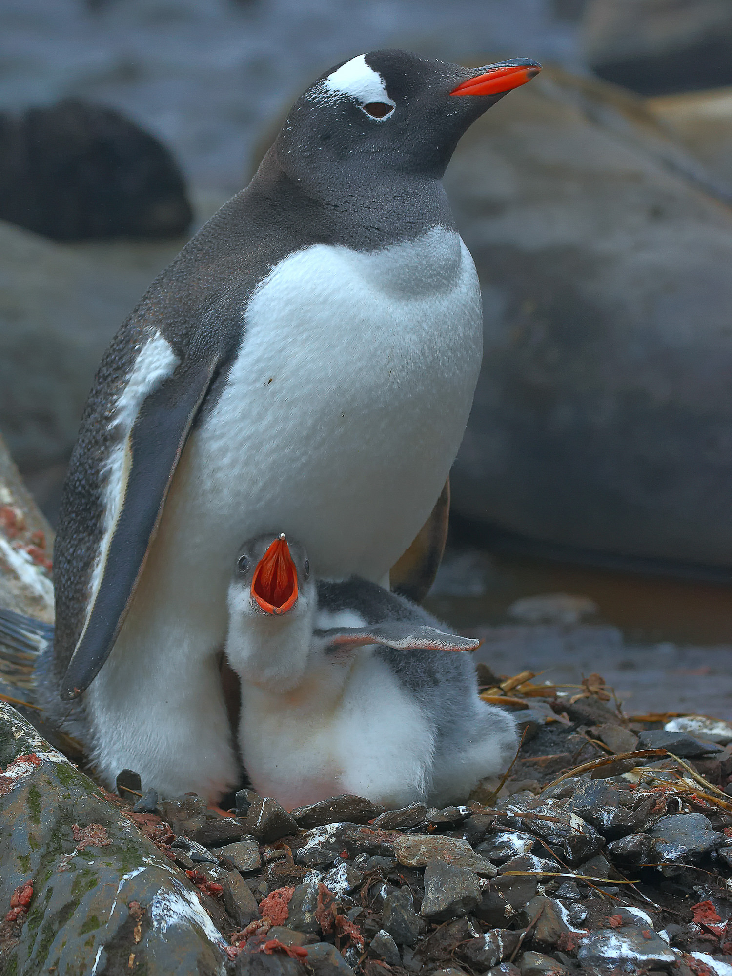 gentoo penguin with chick