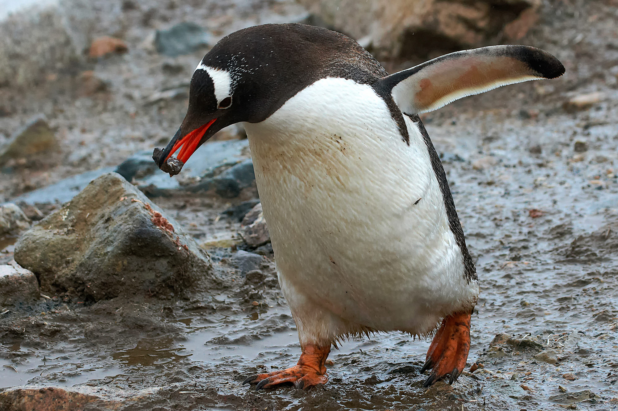 gentoo penguin