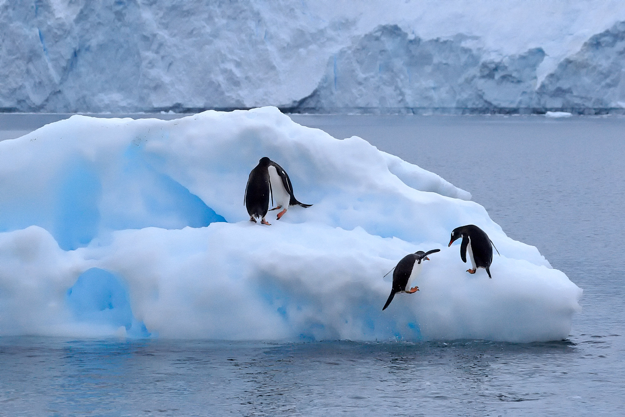 swimming fun with the gentoo penguins