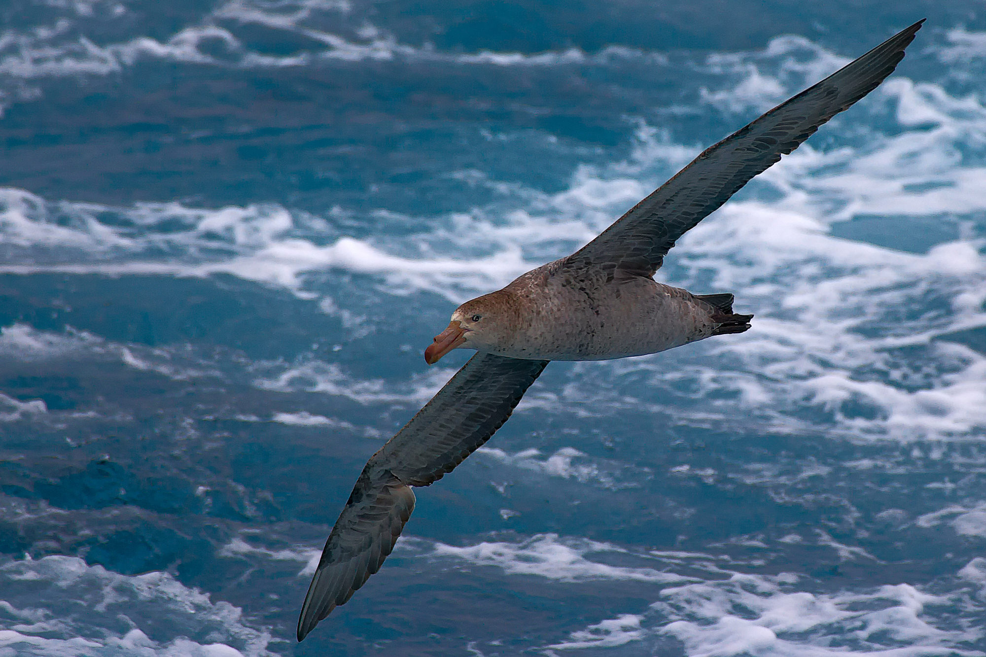 giant petrel