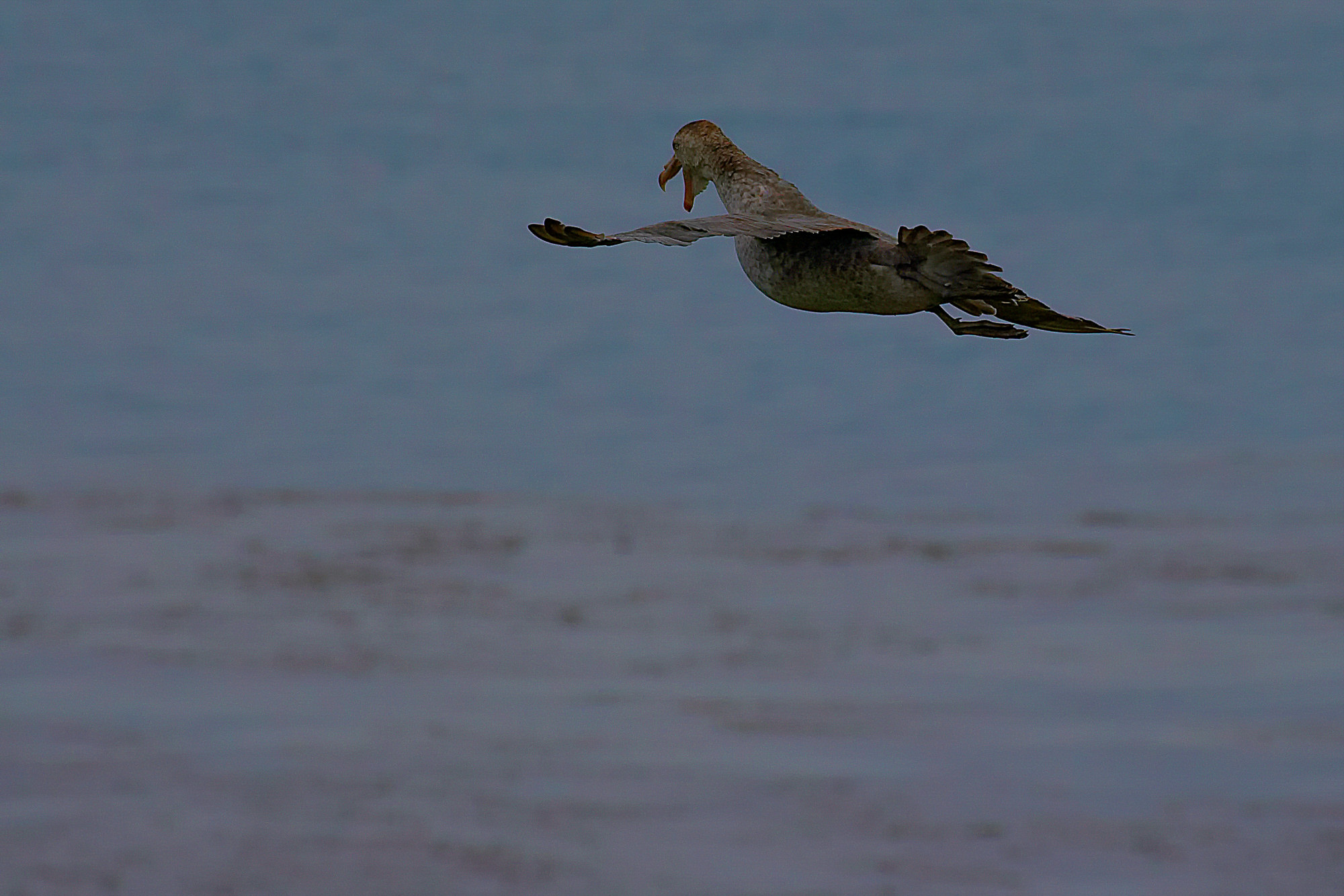 giant petrel