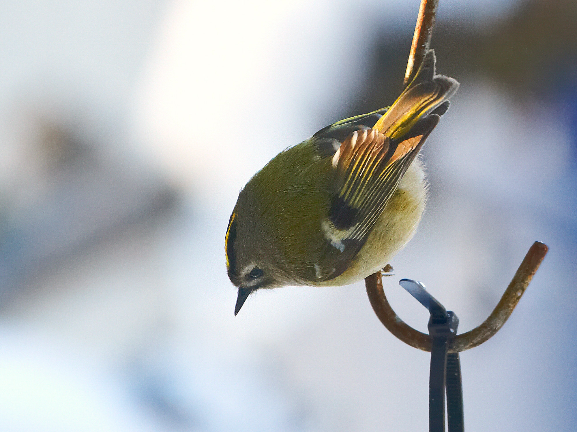 goldcrest