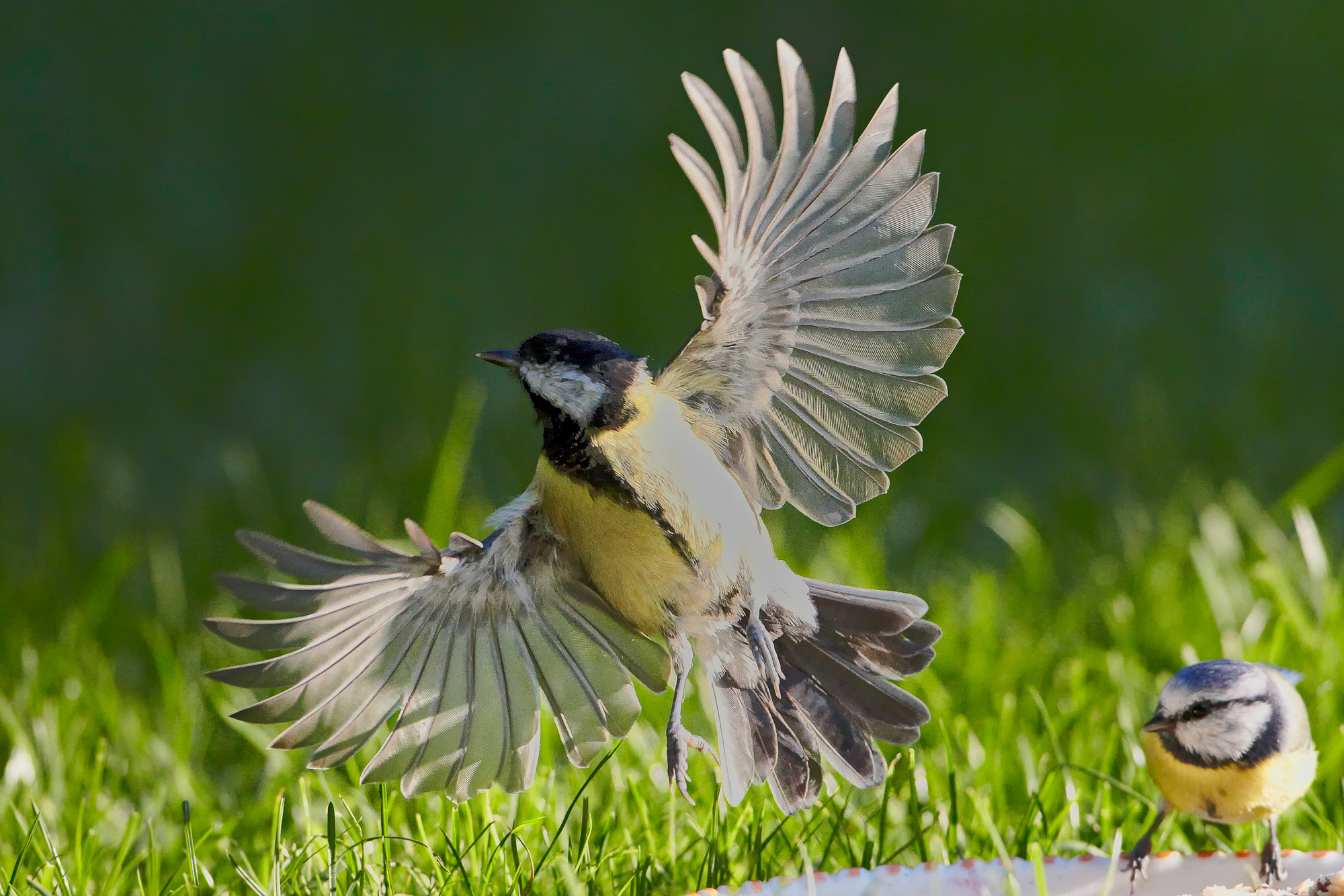 great tit