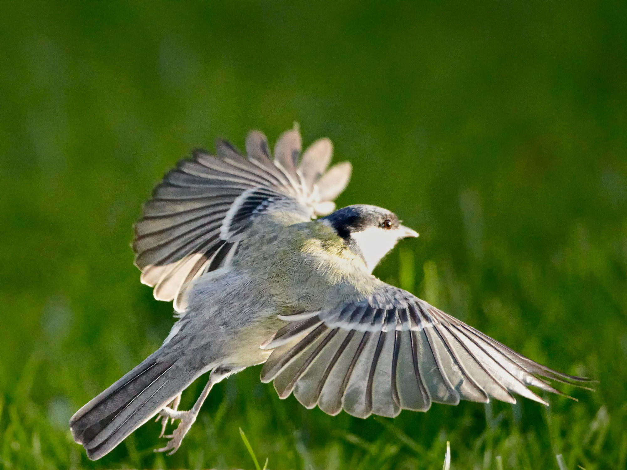 great tit