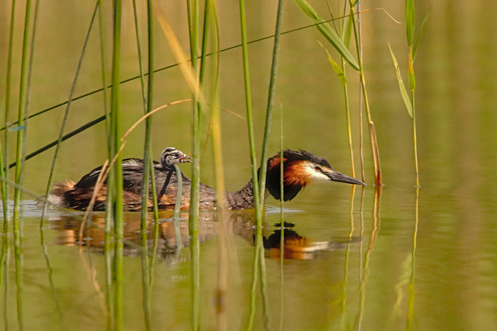 great crested grebes with chick