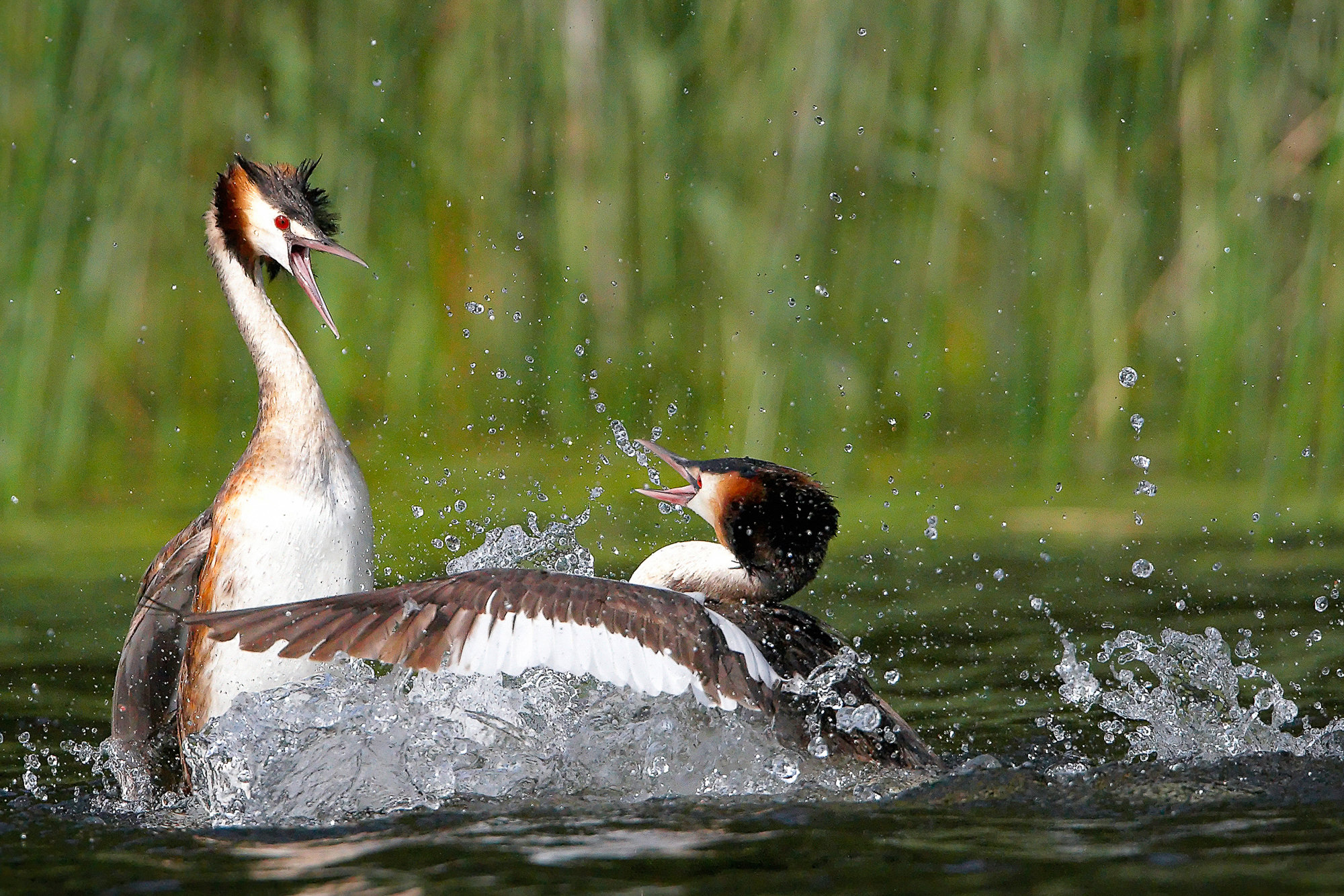 great crested grebe, territorial fights