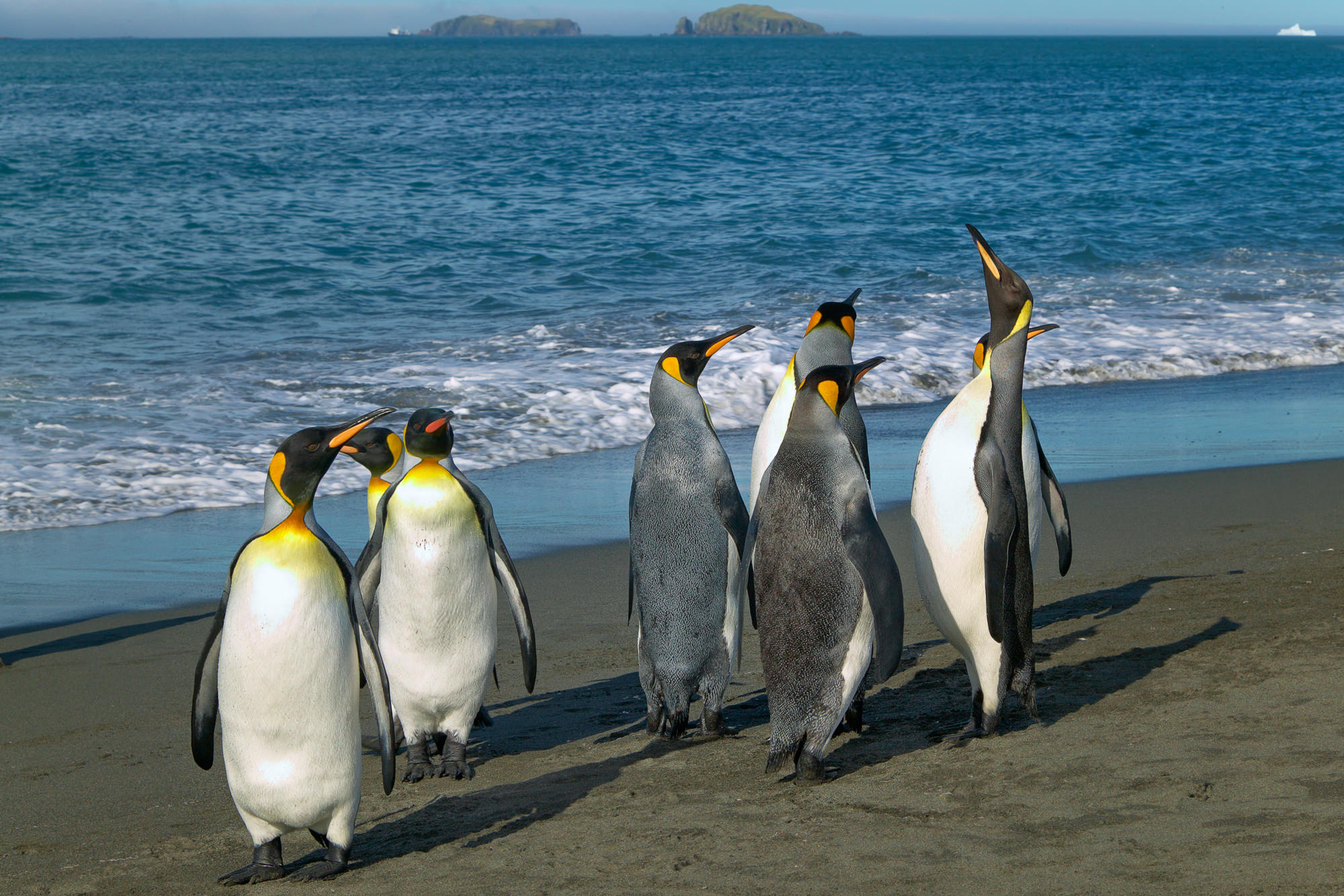 king penguins at Salisbury Plain, South Georgia