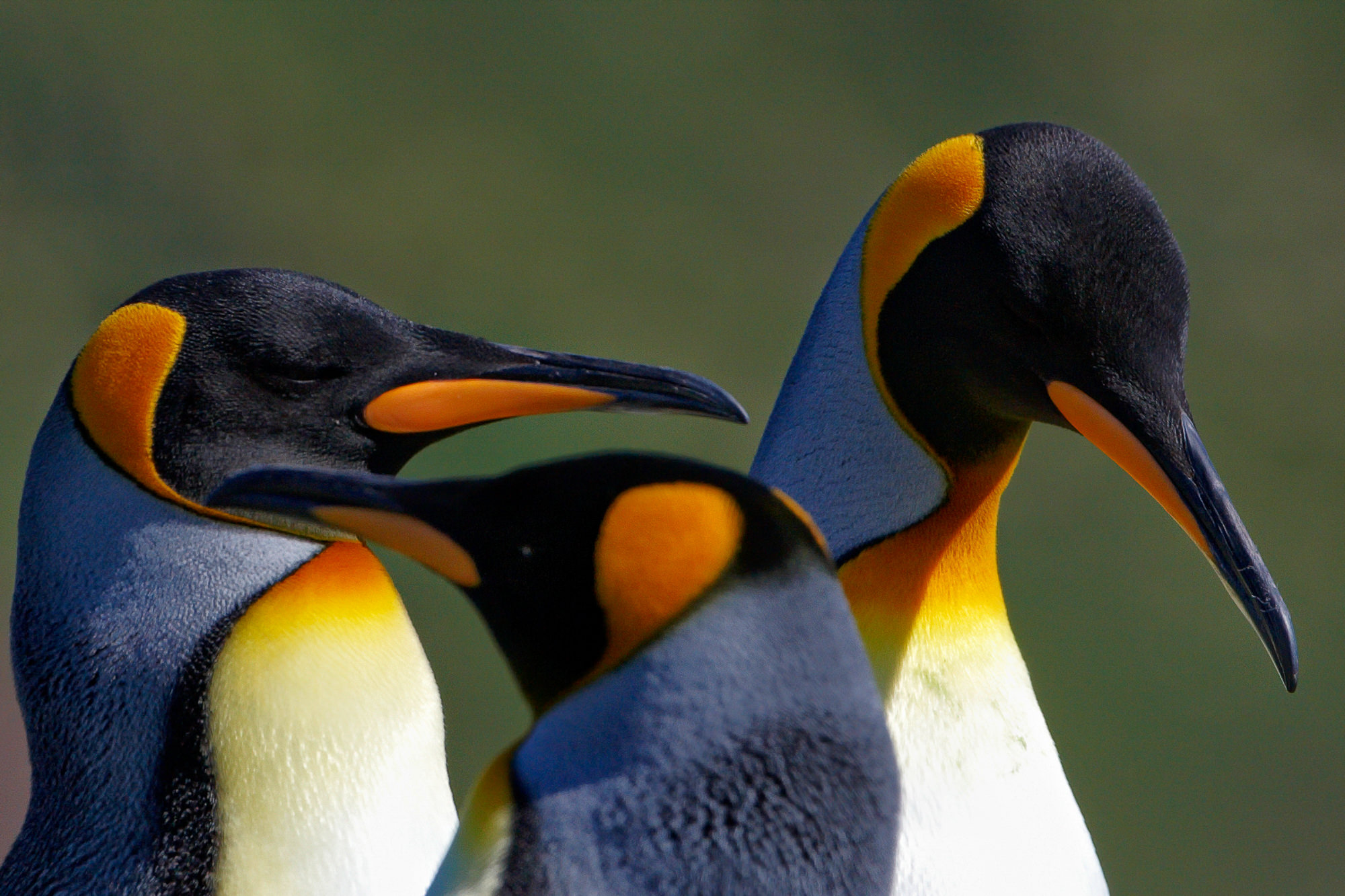 king penguin at Salisbury Plain