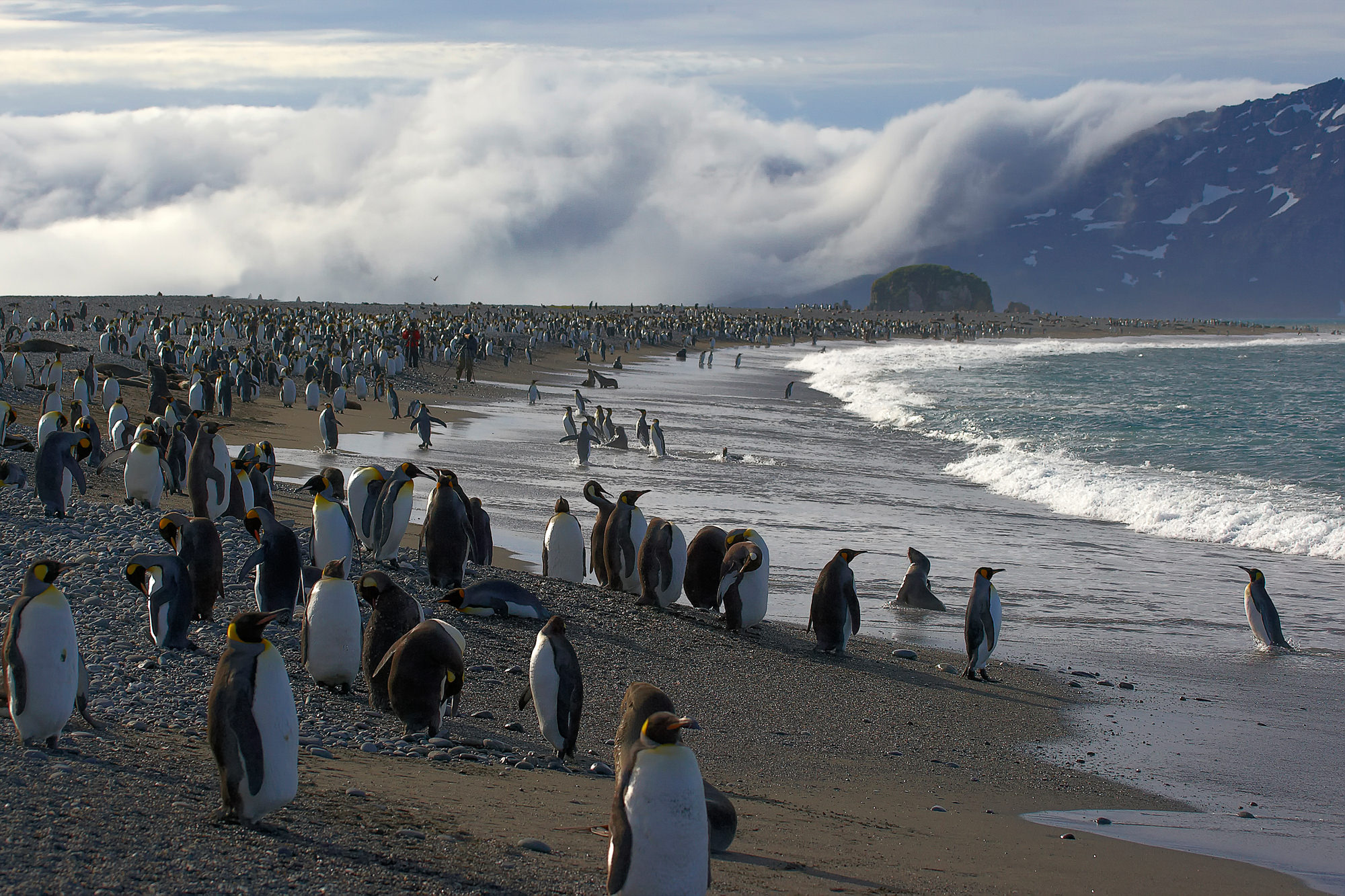 king penguins at Salisbury Plain, South Georgia