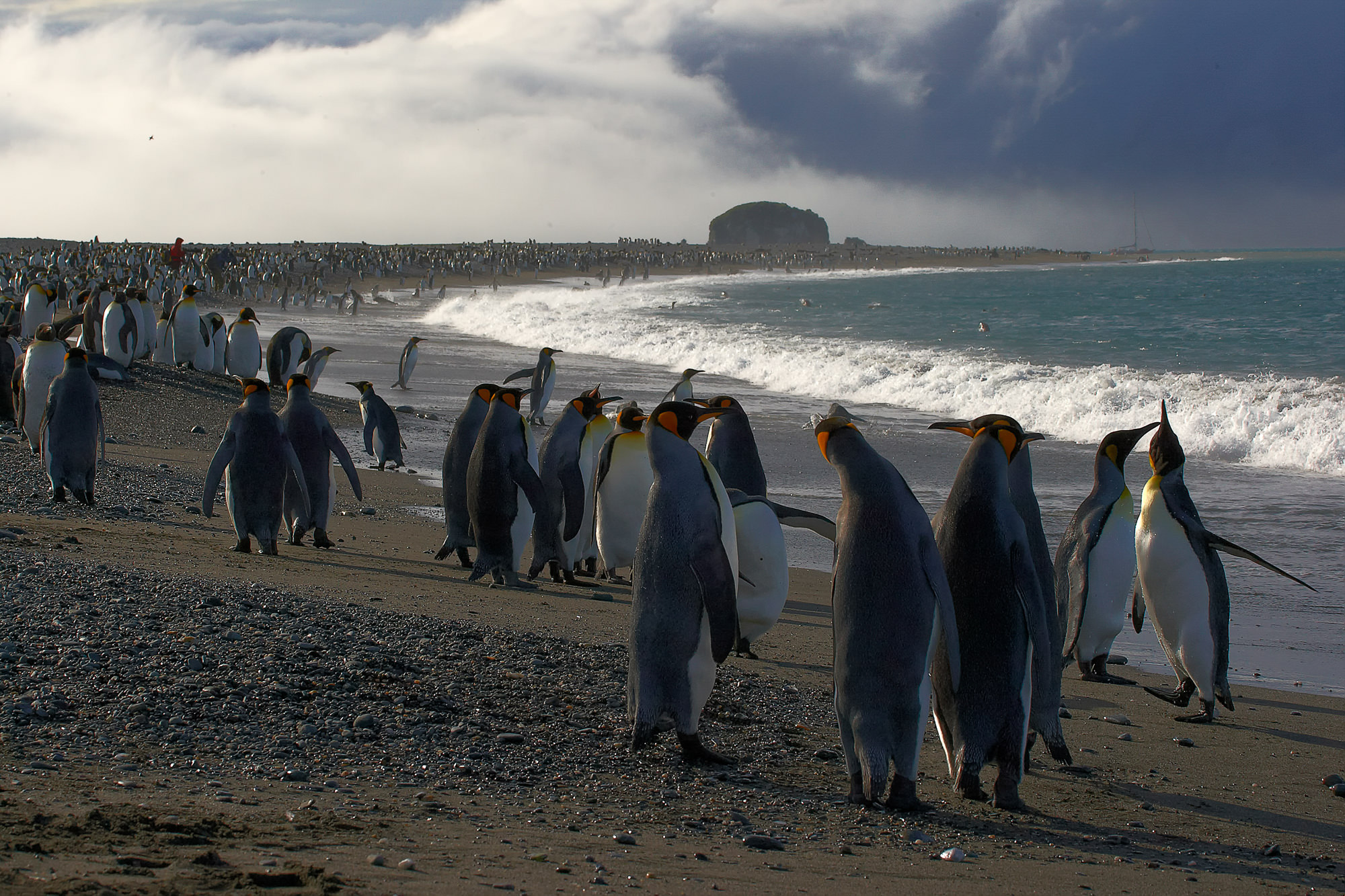 king penguins at Salisbury Plain, South Georgia