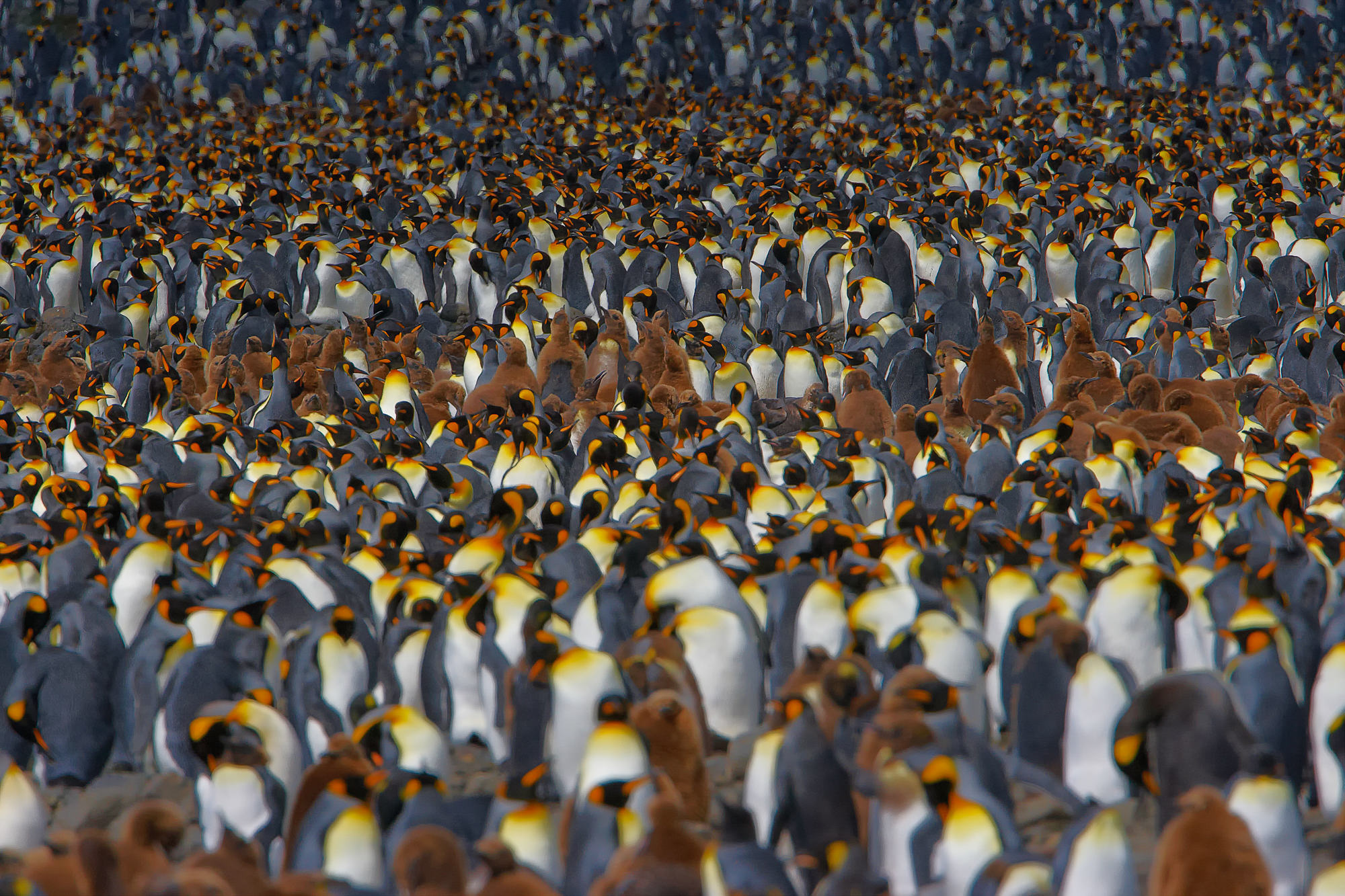king penguins at Salisbury Plain, South Georgia