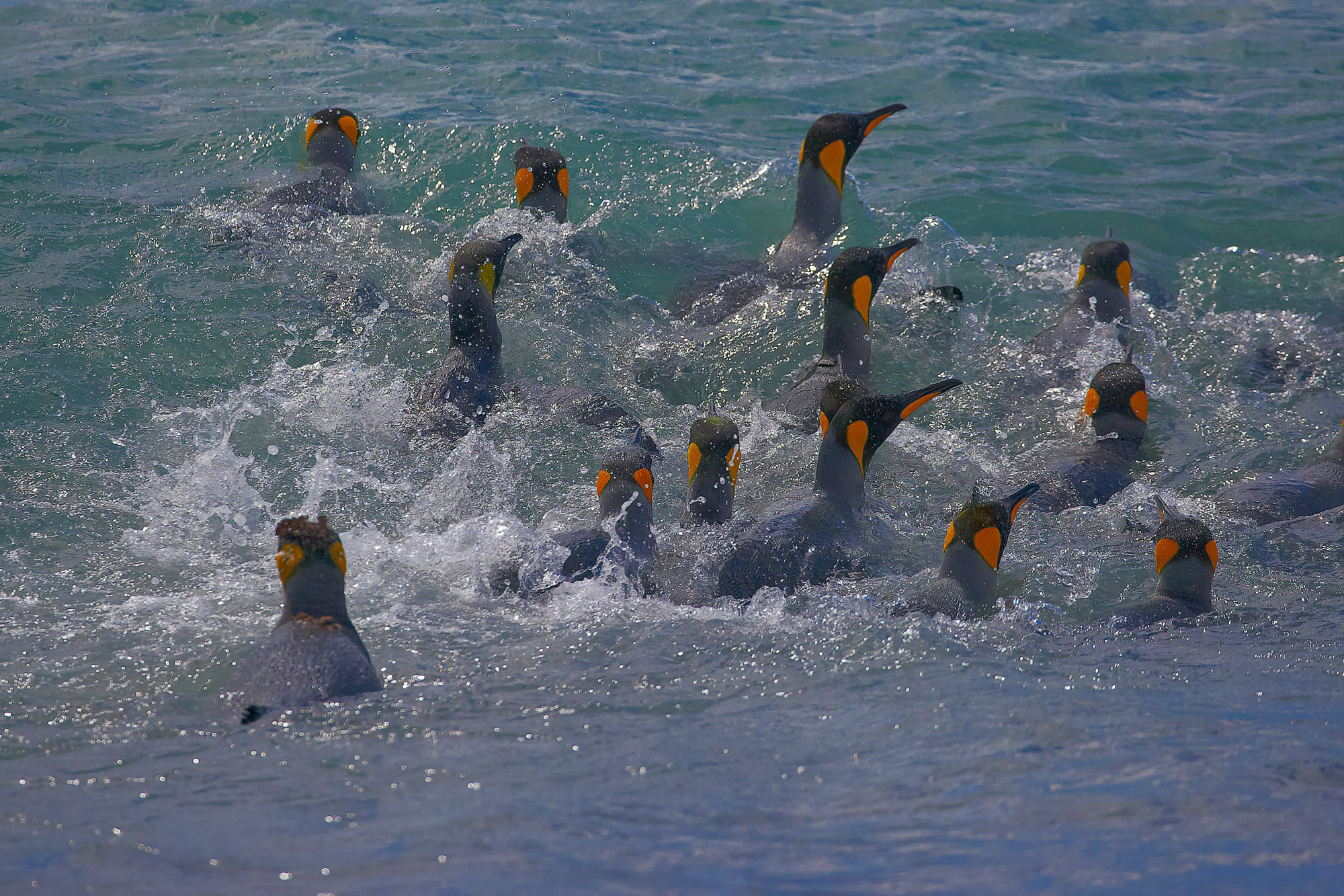 King penguins have fun swimming